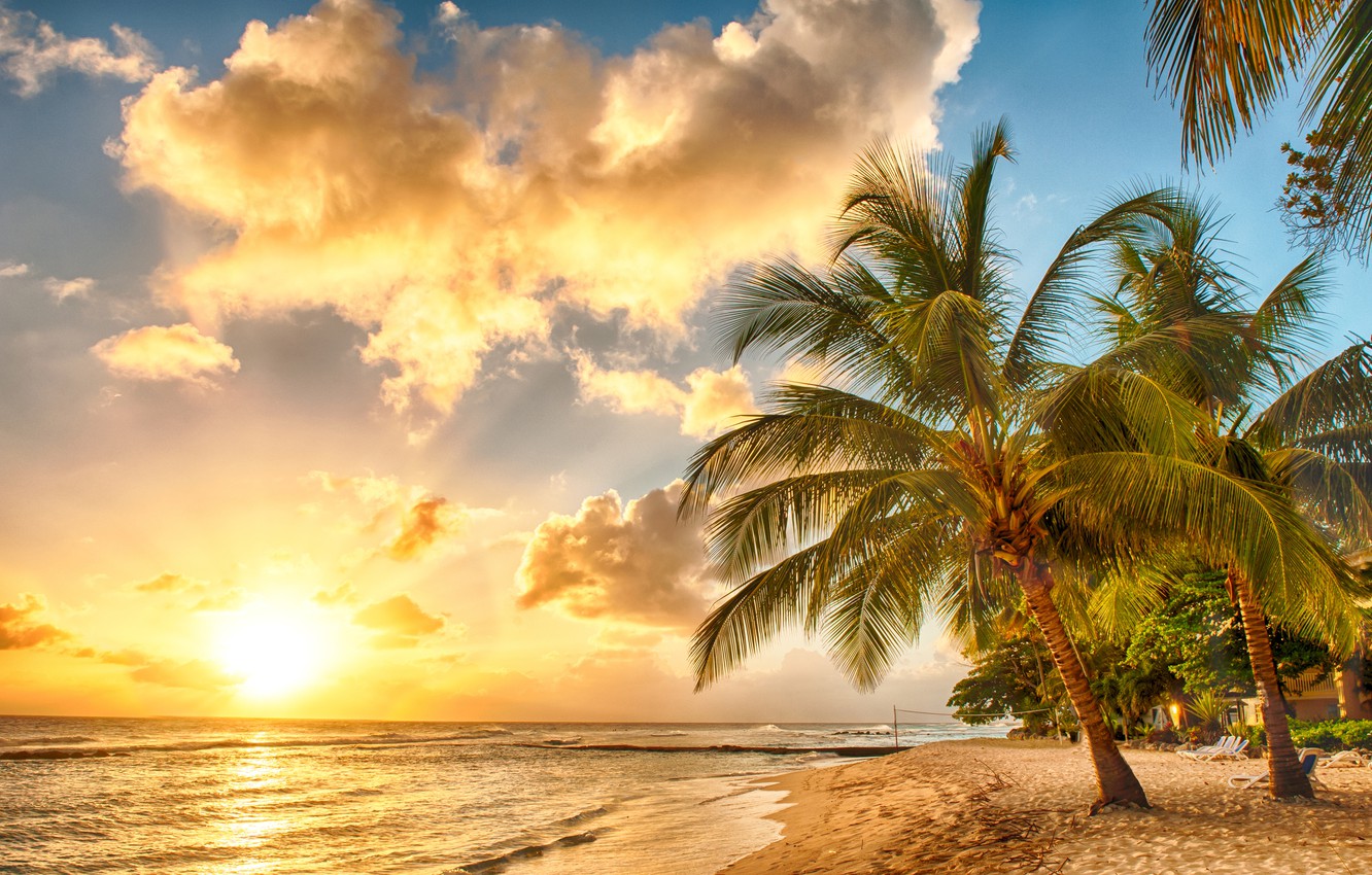 Palm Tree Beach Wallpapers