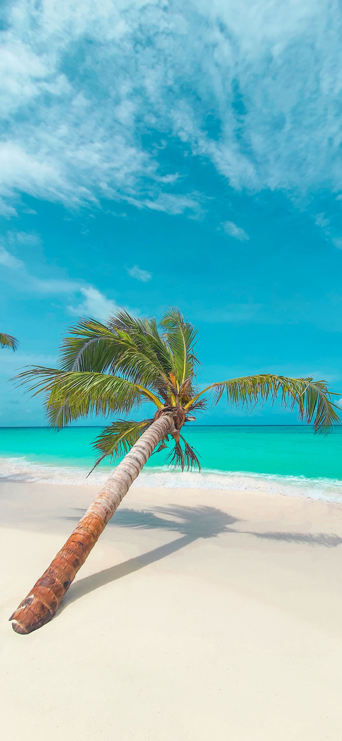 Palm Tree Beach Wallpapers