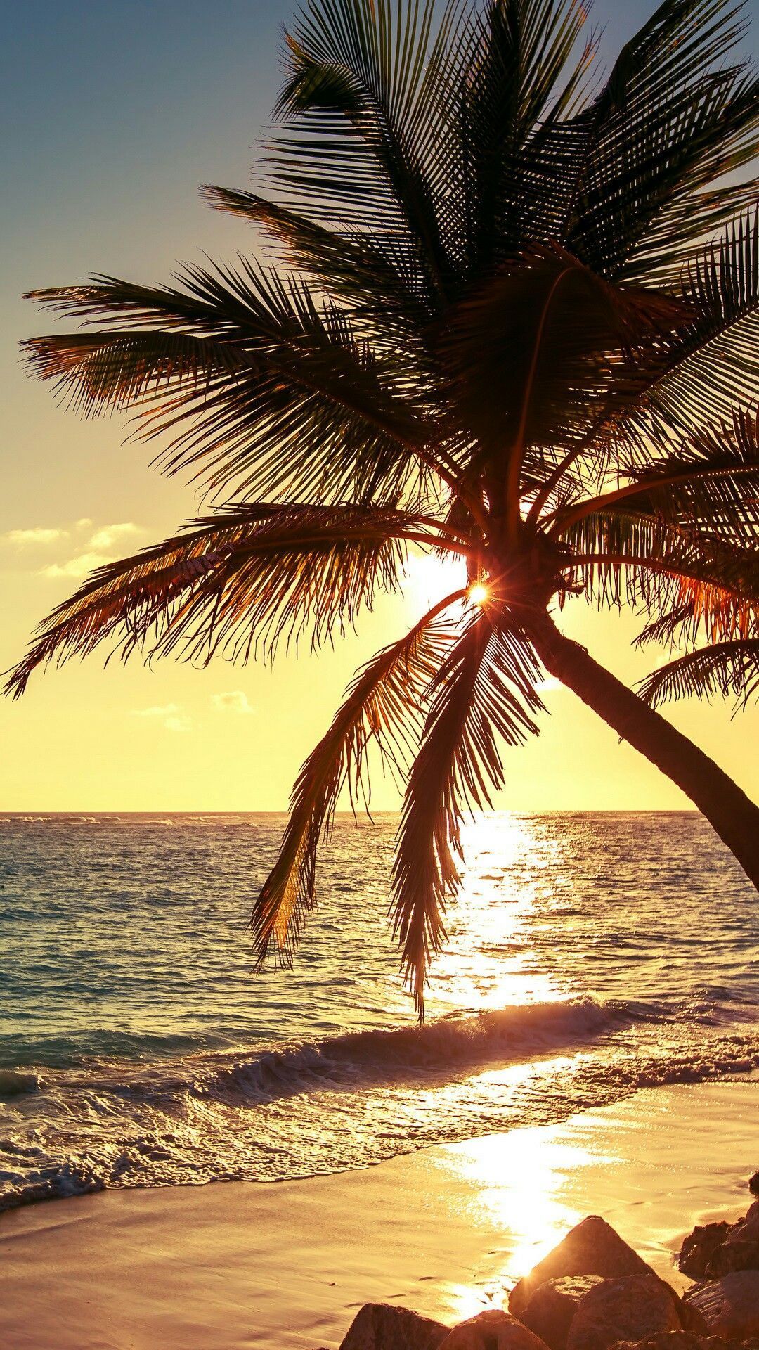 Palm Tree Beach Wallpapers