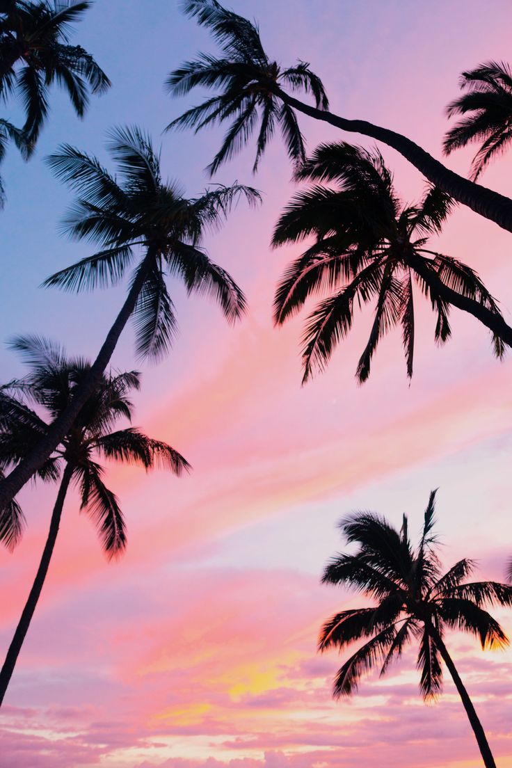 Palm Tree Beach Wallpapers