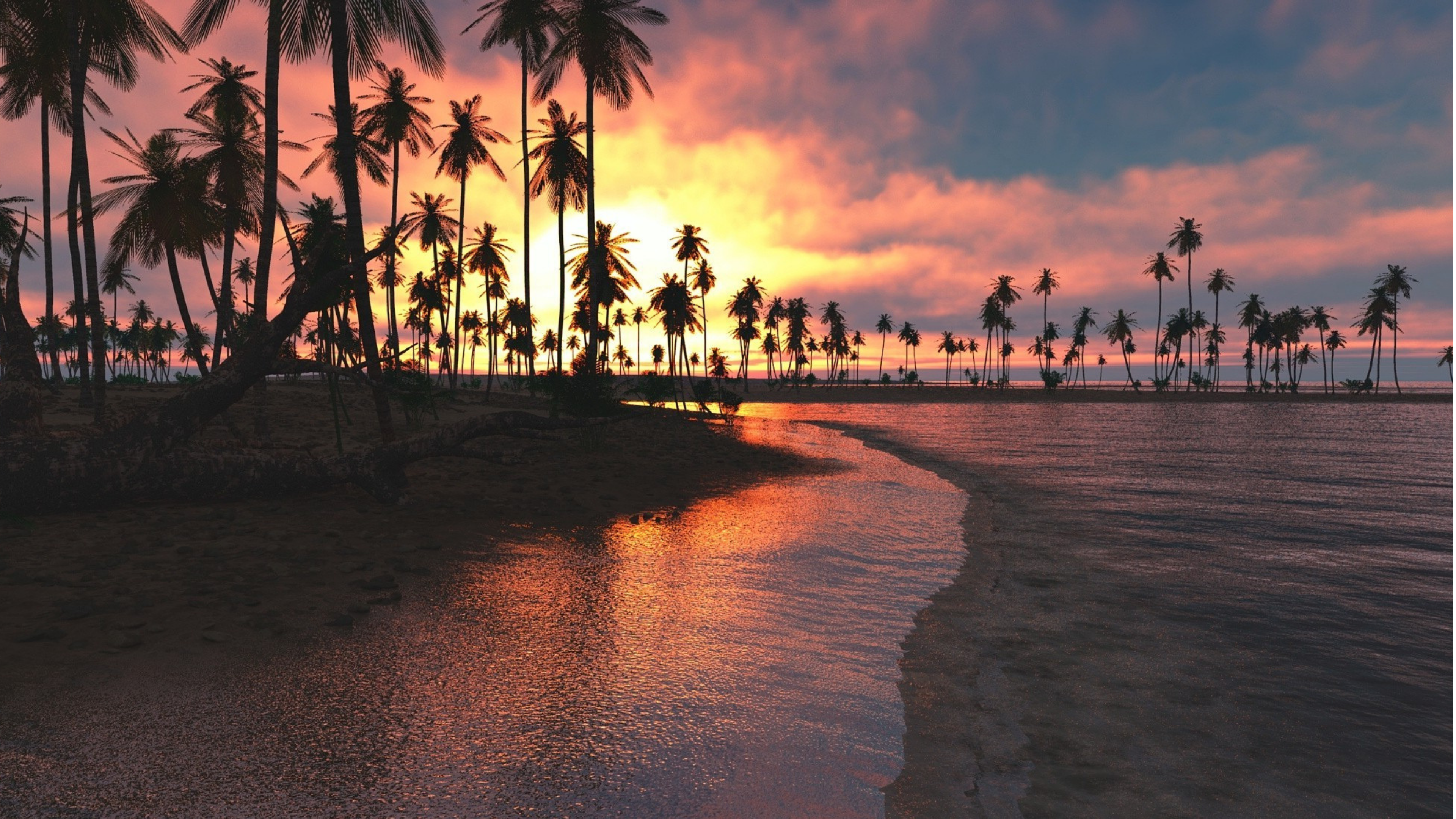 Palm Tree Desktop Wallpapers