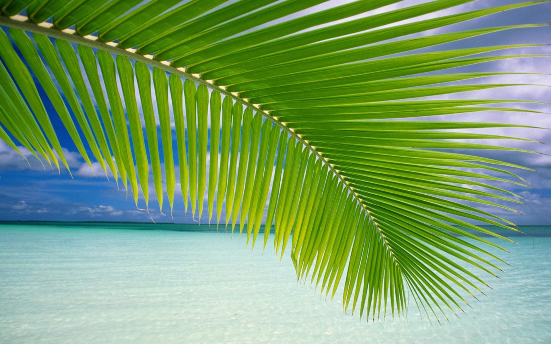 Palm Tree Desktop Wallpapers