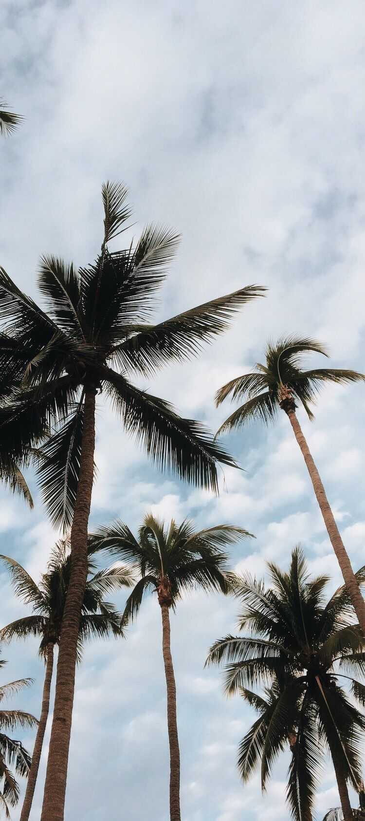 Palm Tree Iphone Wallpapers