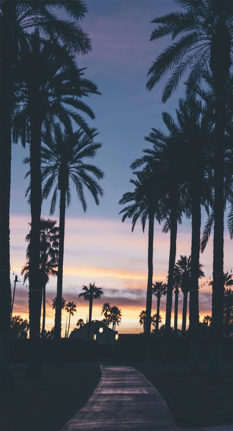 Palm Tree Iphone Wallpapers