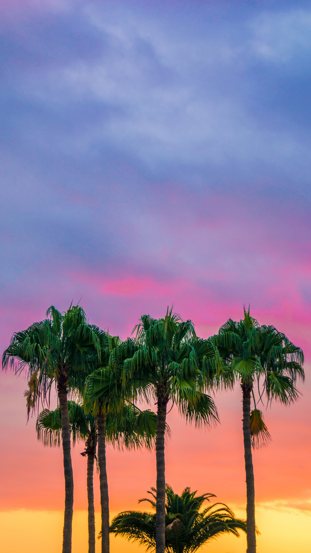 Palm Tree Iphone Wallpapers