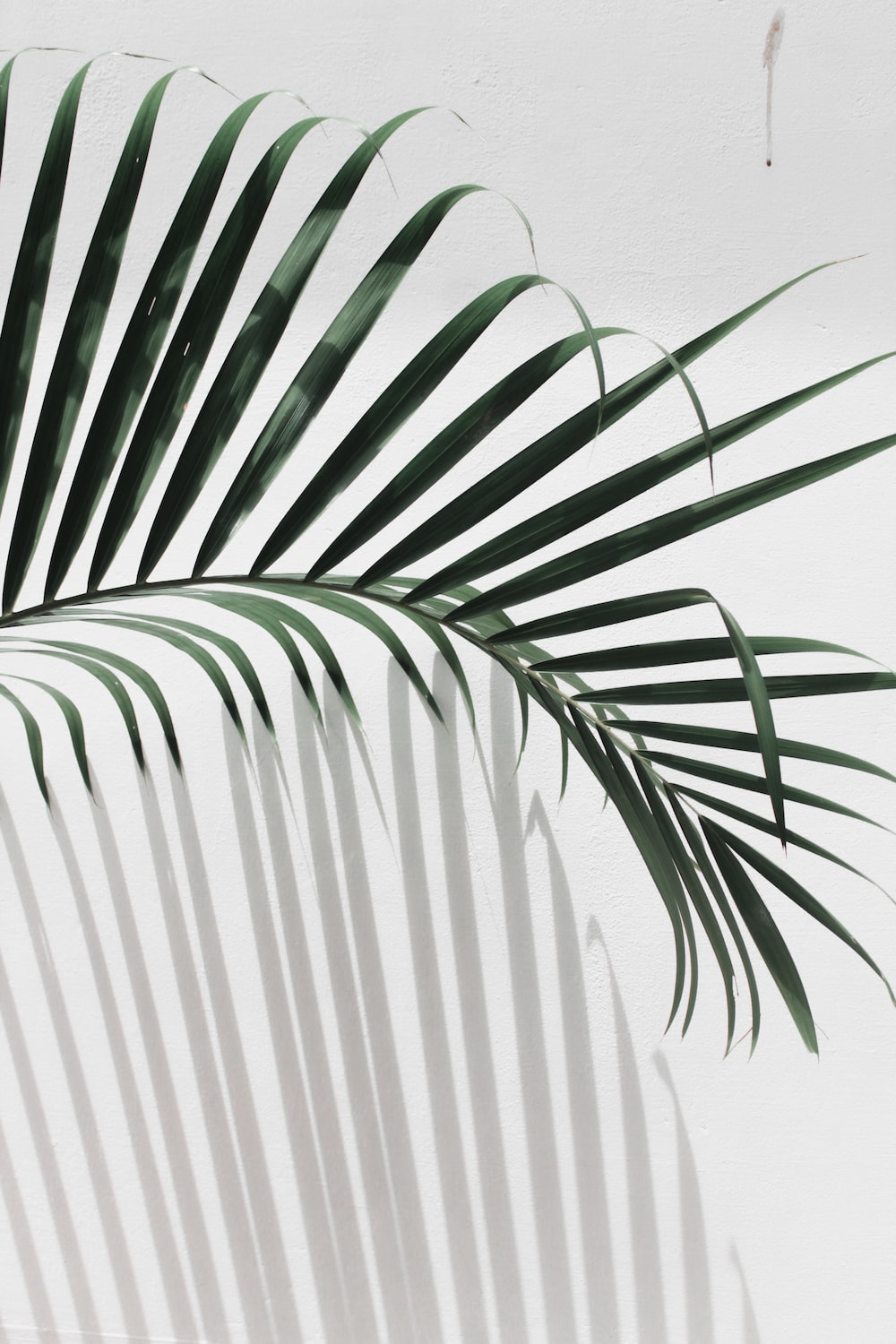 Palm Tree Leaf Wallpapers