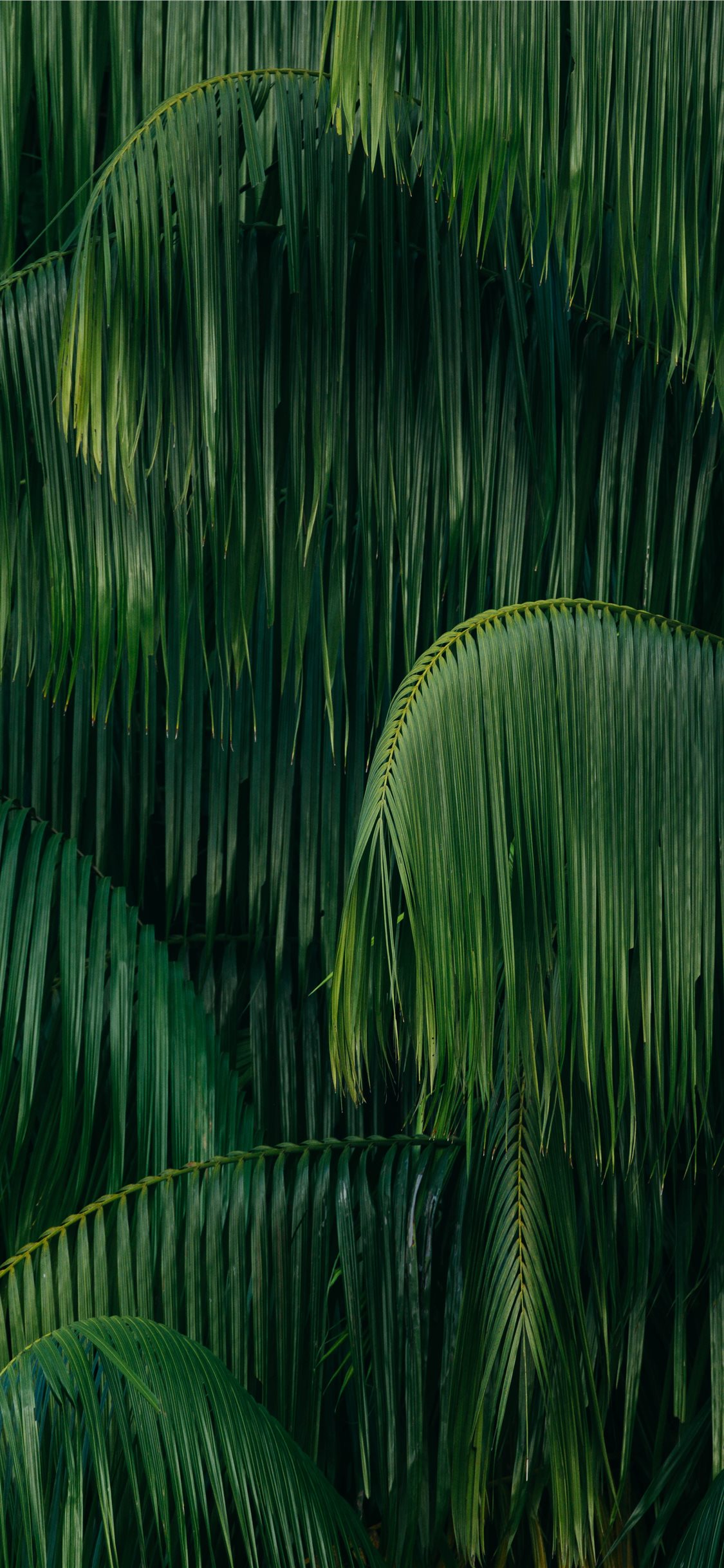 Palm Tree Leaf Wallpapers