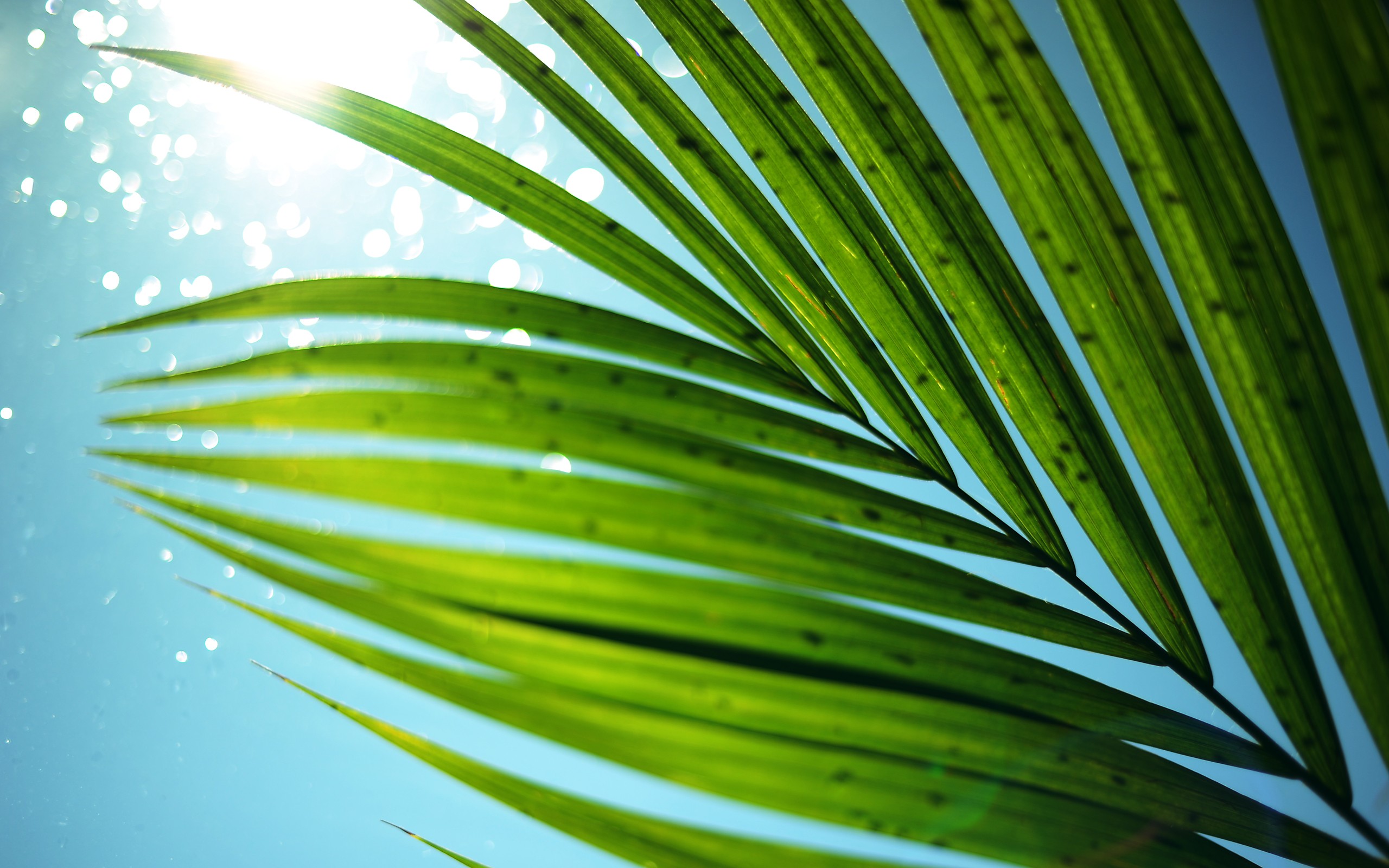 Palm Tree Leaves Wallpapers