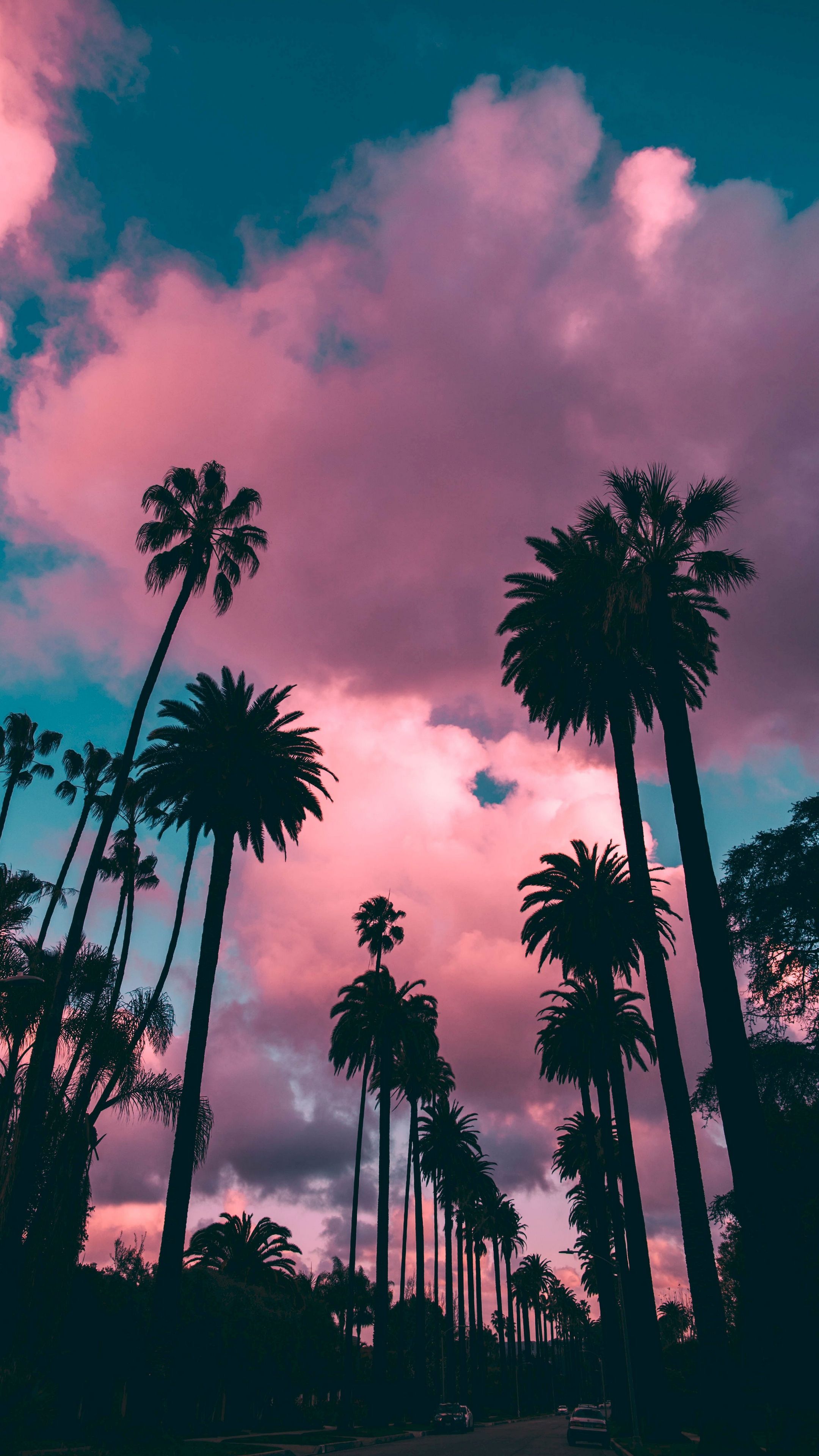 Palm Tree Sunset Iphone Wallpapers