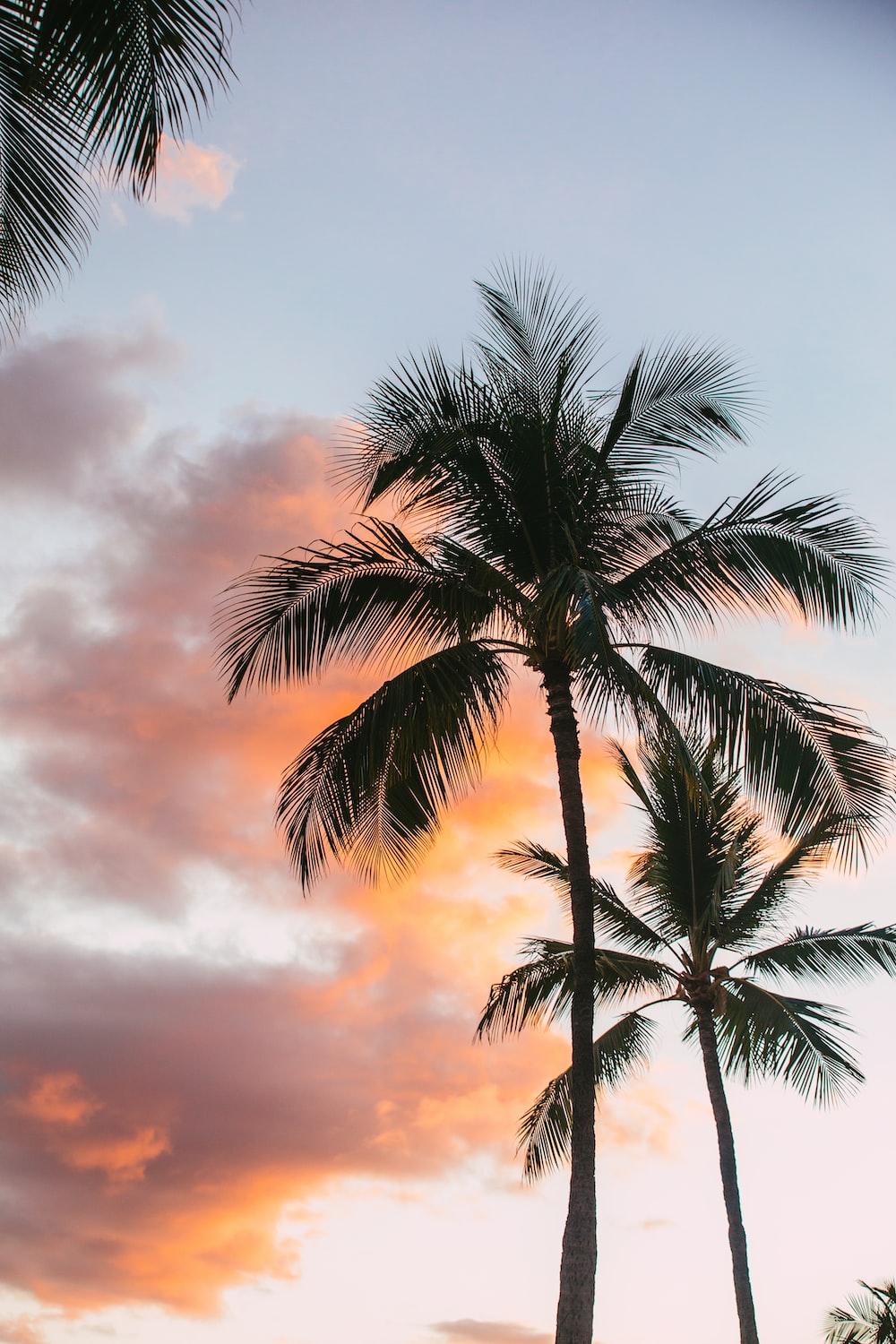 Palm Tree Sunset Iphone Wallpapers