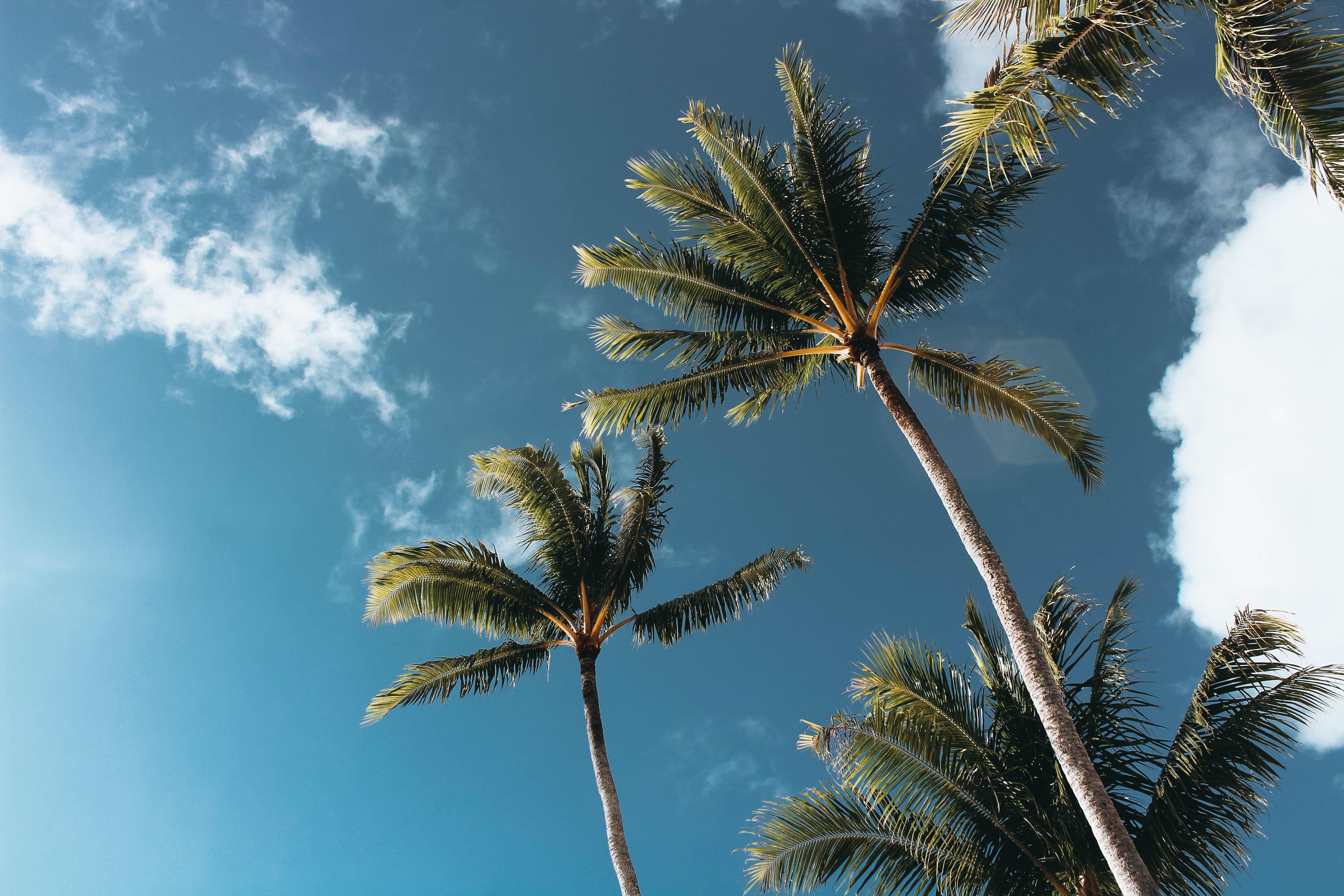 Palm Trees Wallpapers