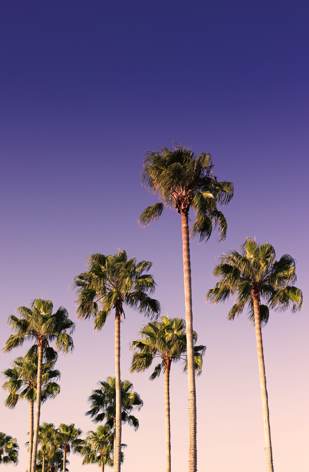 Palm Trees Wallpapers