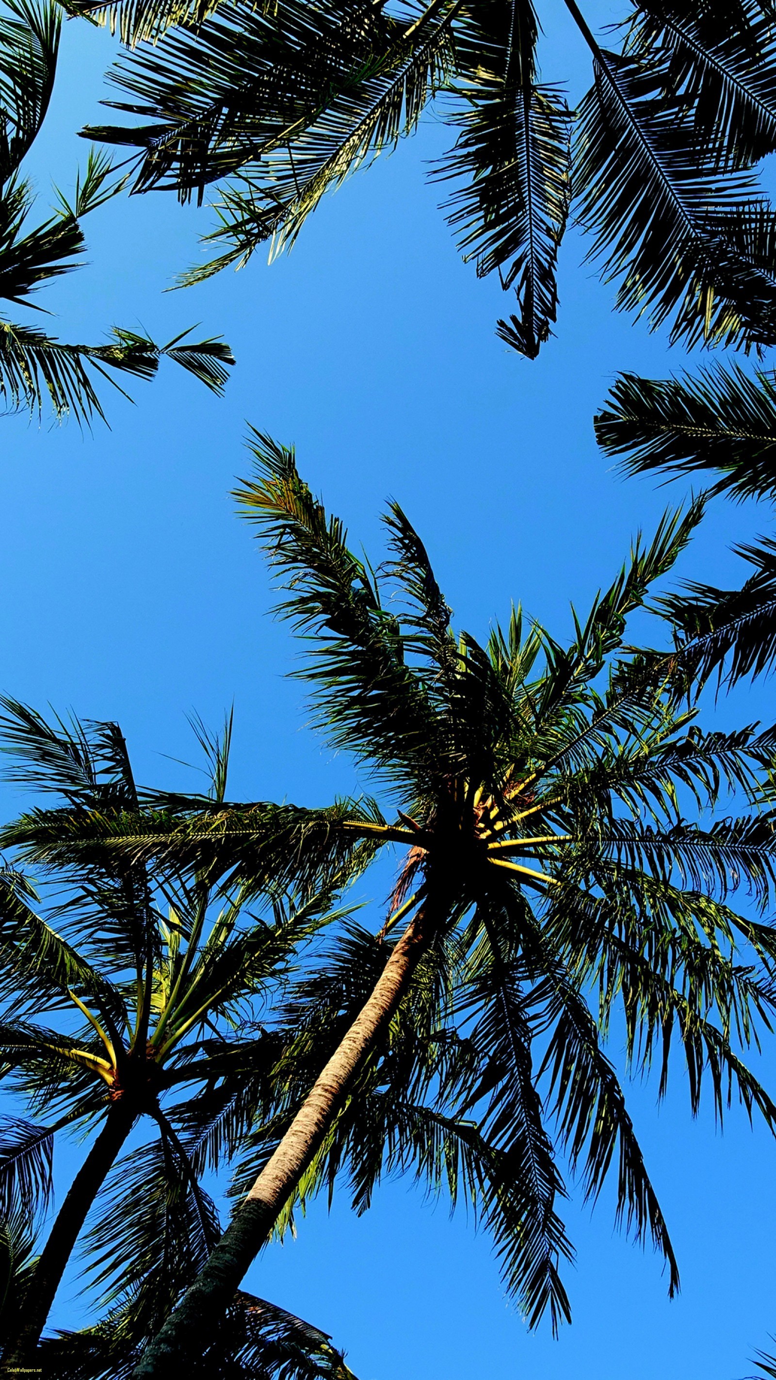 Palm Trees Wallpapers