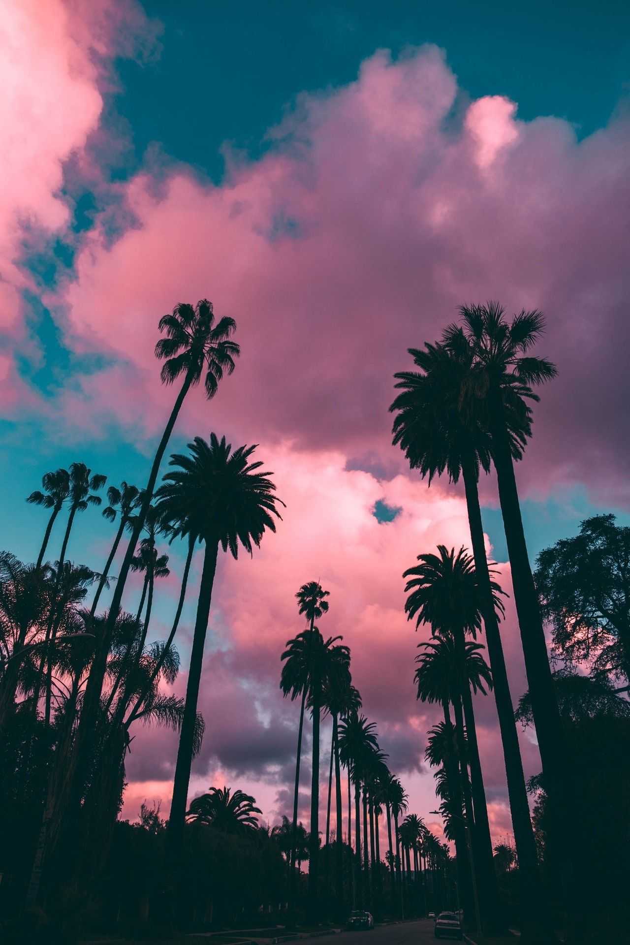 Palm Trees Wallpapers