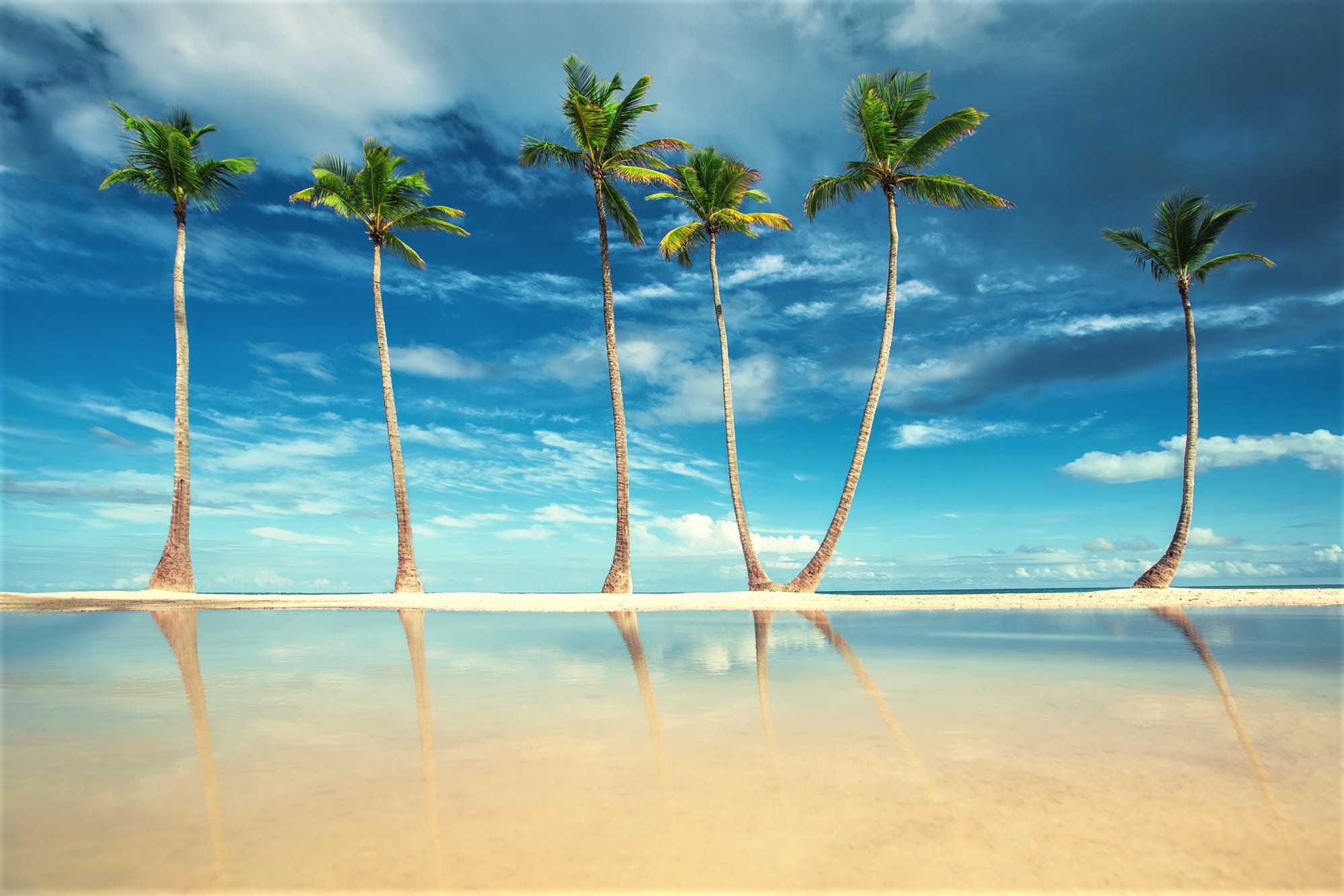 Palm Trees Wallpapers