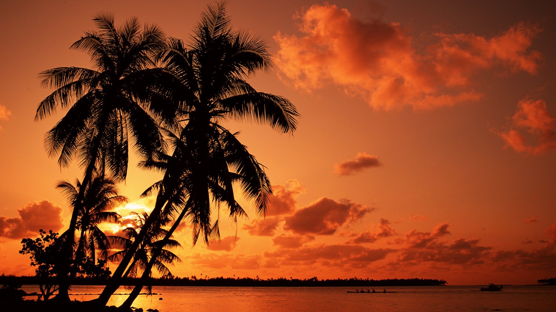 Palm Trees Wallpapers