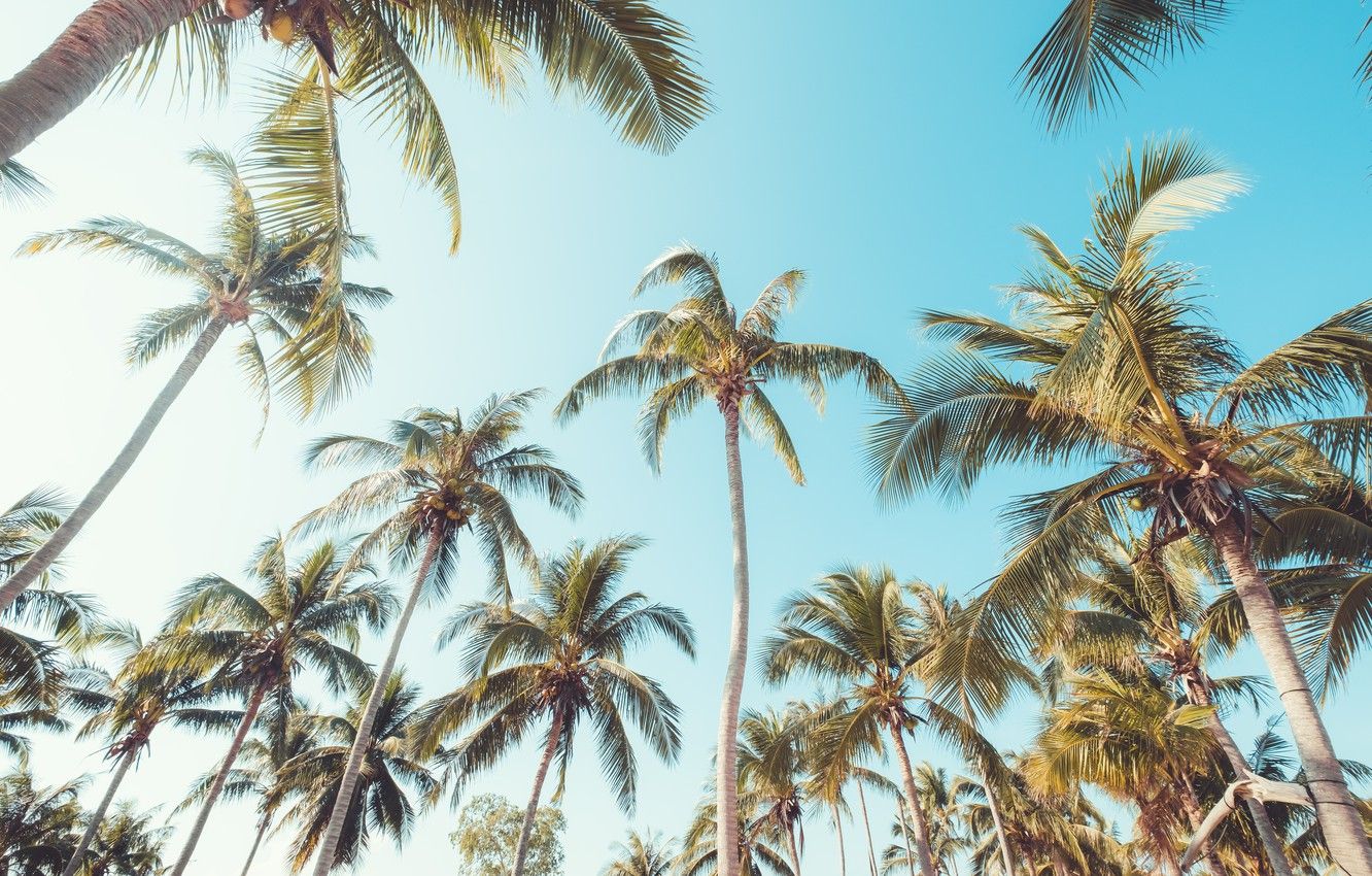 Palm Trees Wallpapers