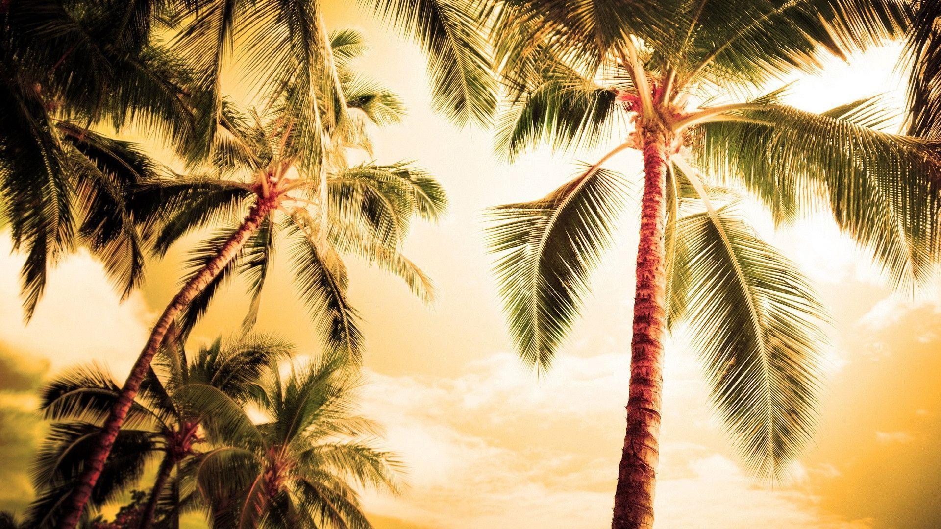 Palm Trees Wallpapers