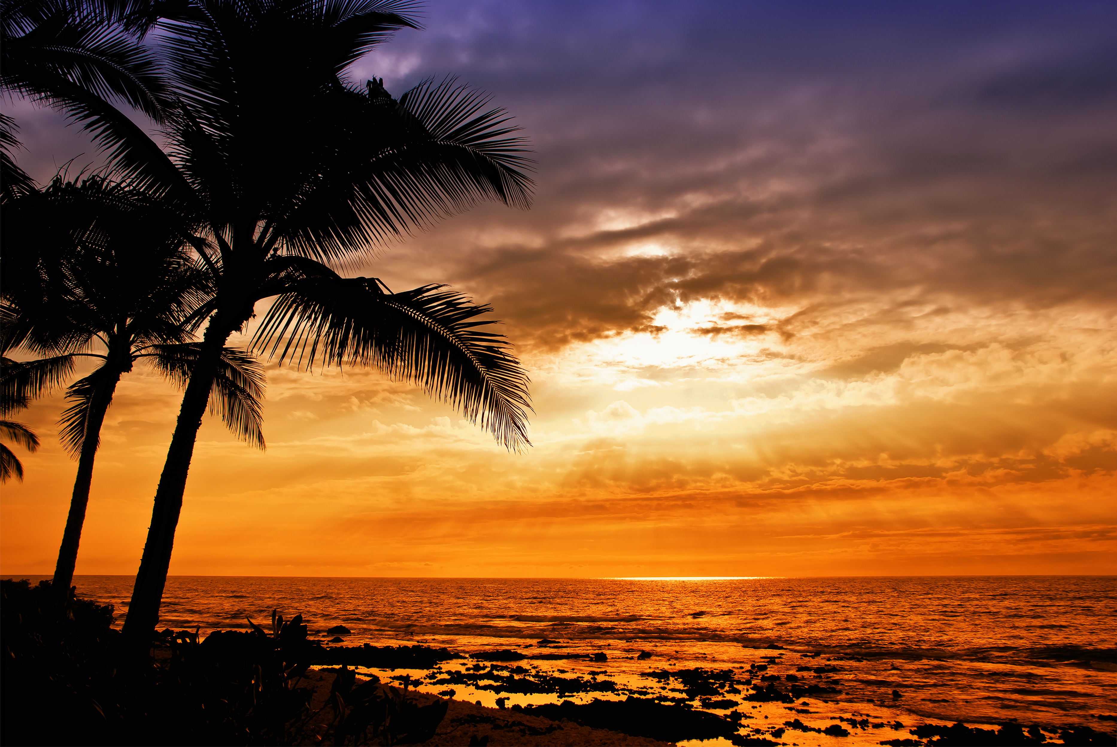 Palm Trees Wallpapers