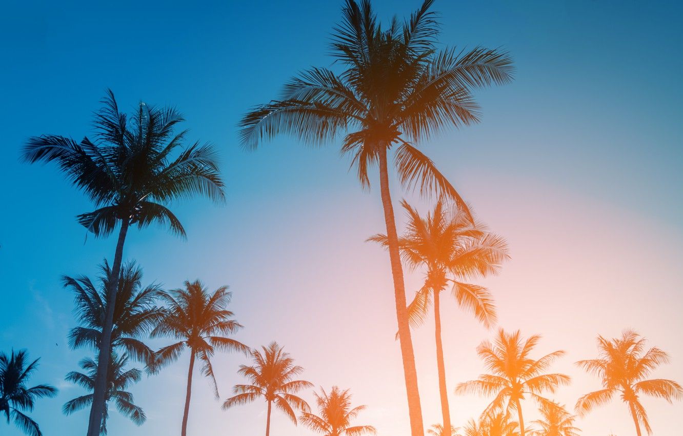 Palm Trees Wallpapers