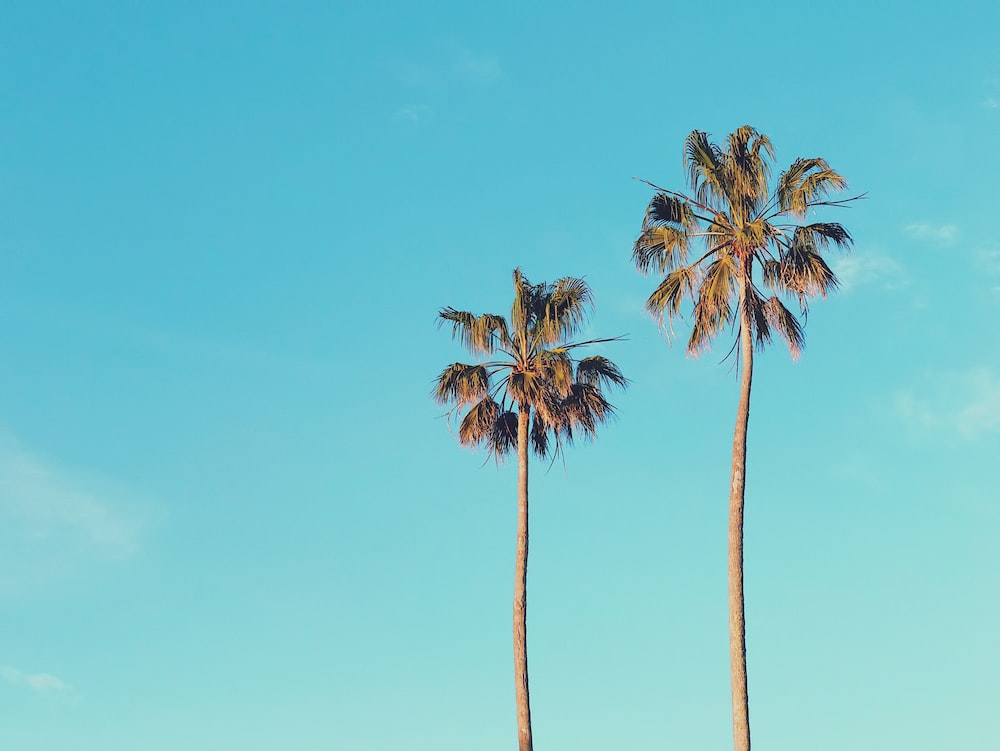 Palm Trees Wallpapers