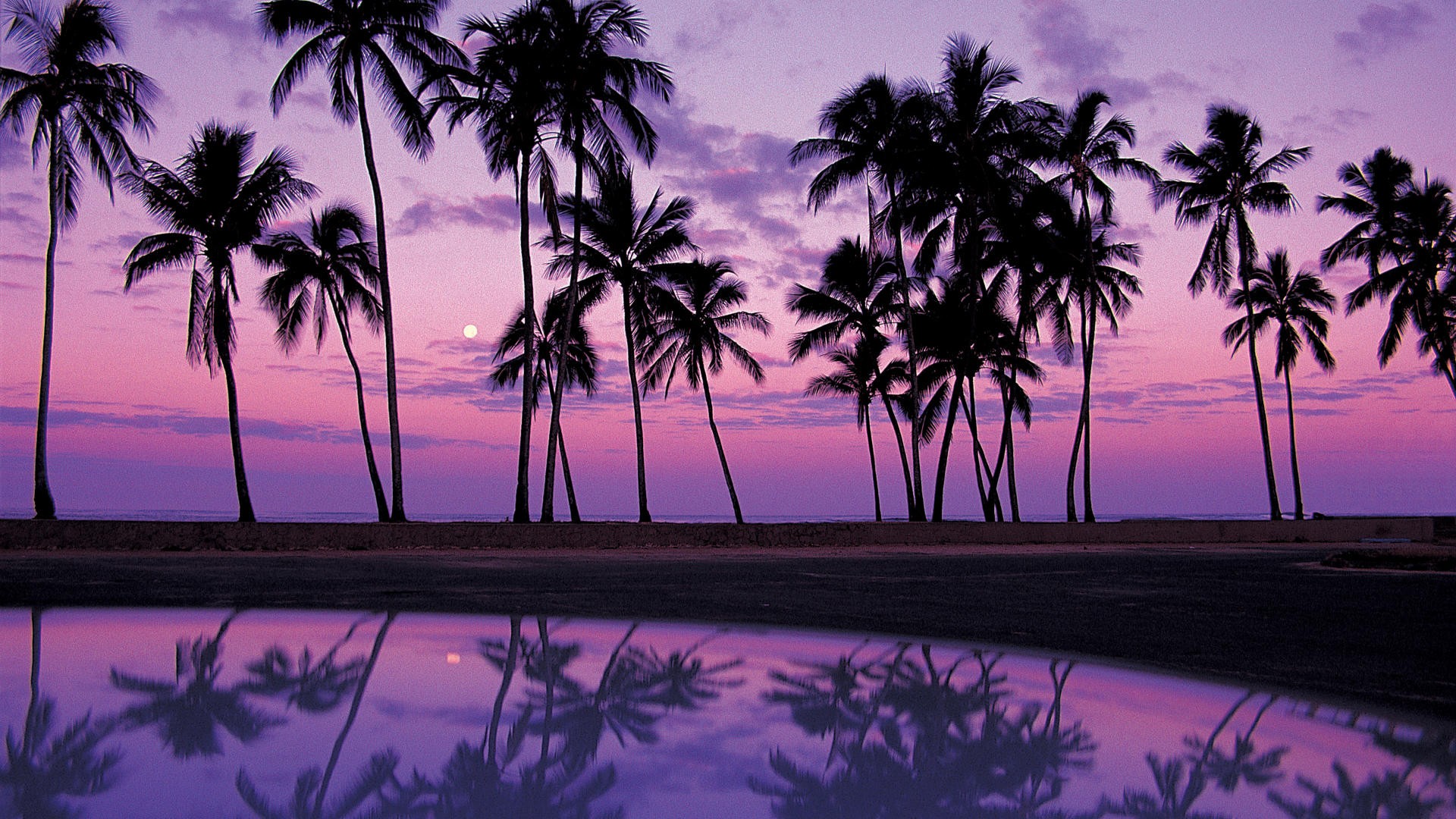 Palm Trees Wallpapers