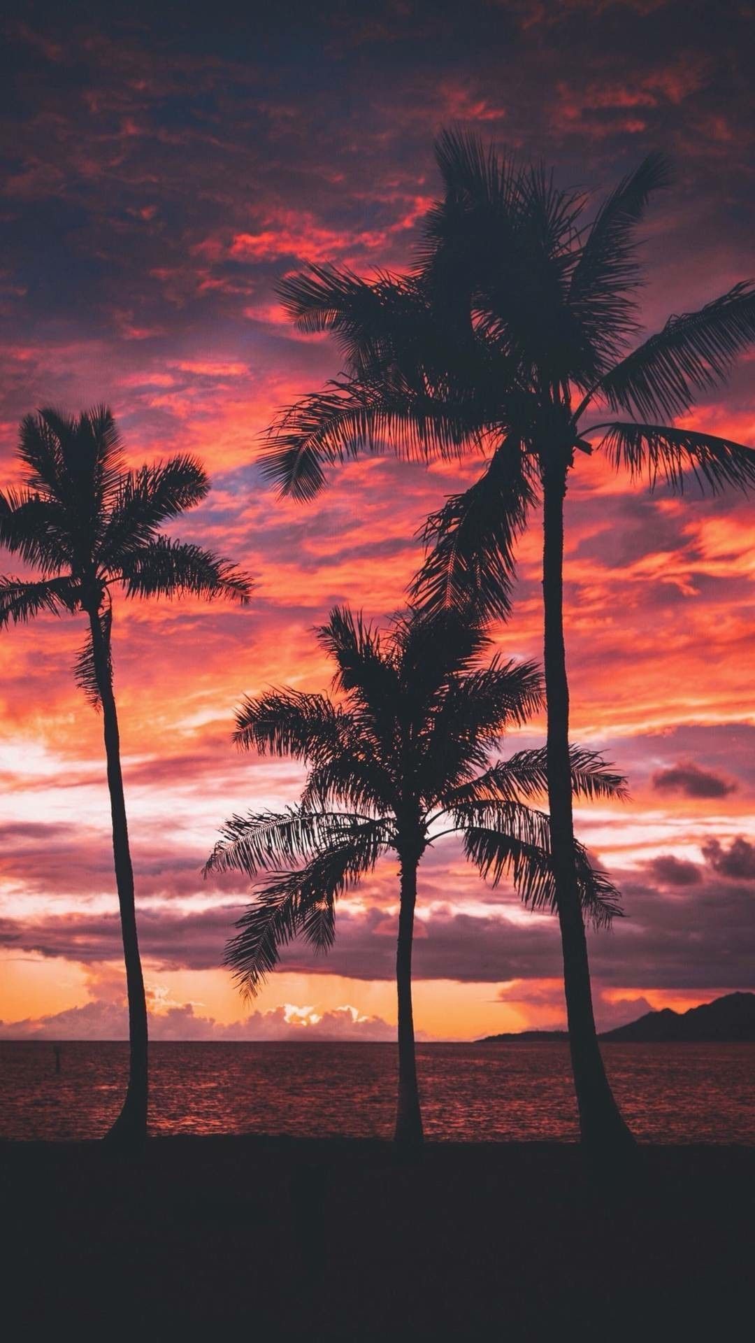 Palm Trees Reflection Sunset Wallpapers