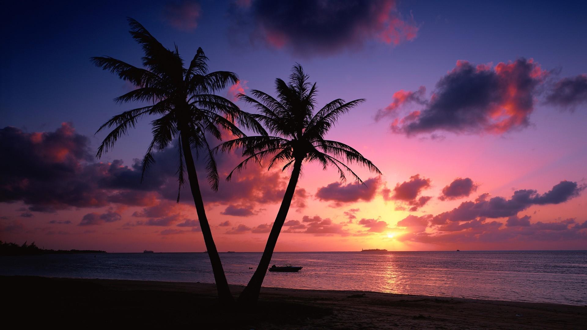 Palm Trees Reflection Sunset Wallpapers