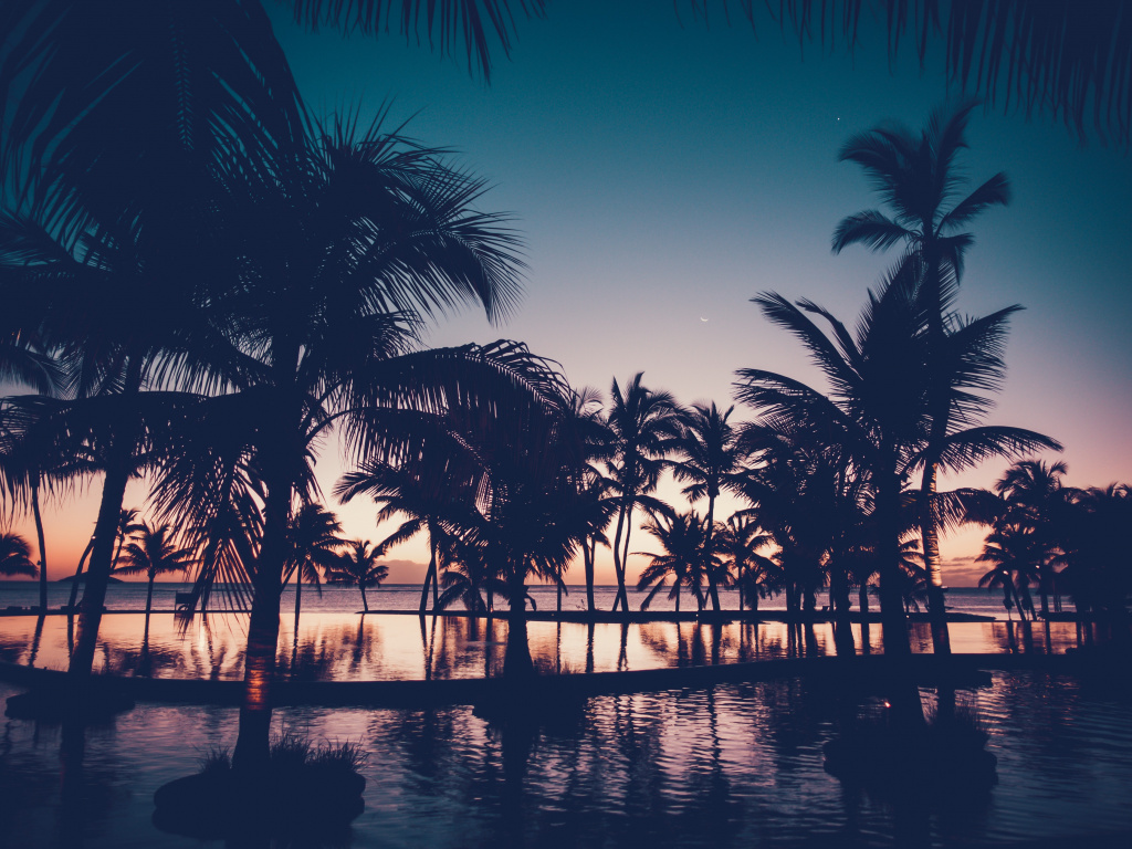 Palm Trees Reflection Sunset Wallpapers