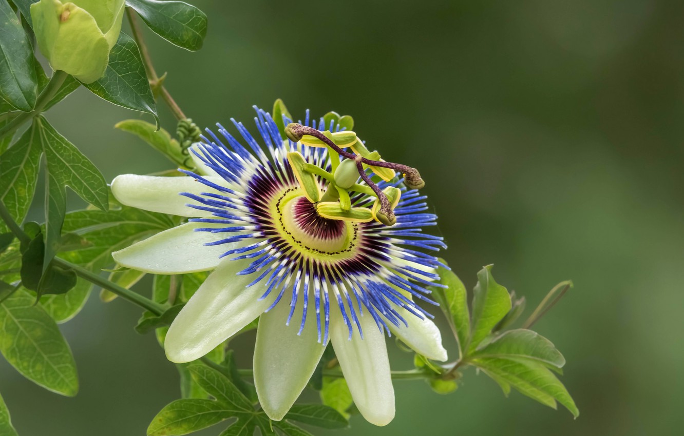 Passion Flower Wallpapers