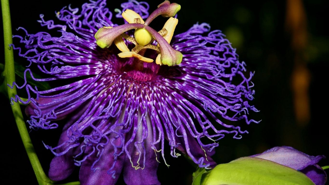 Passion Flower Wallpapers