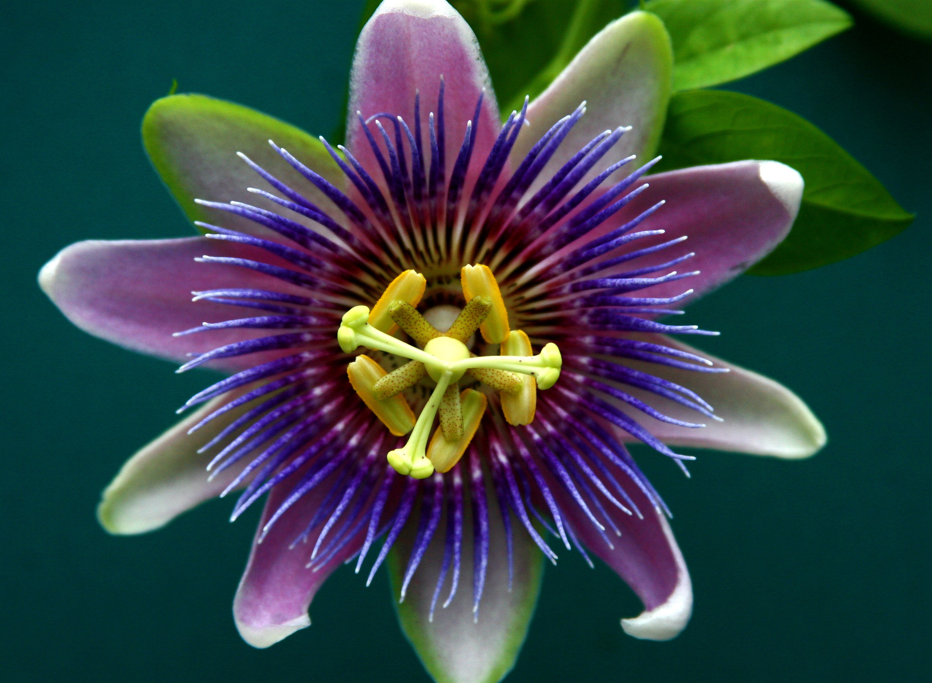 Passion Flower Wallpapers