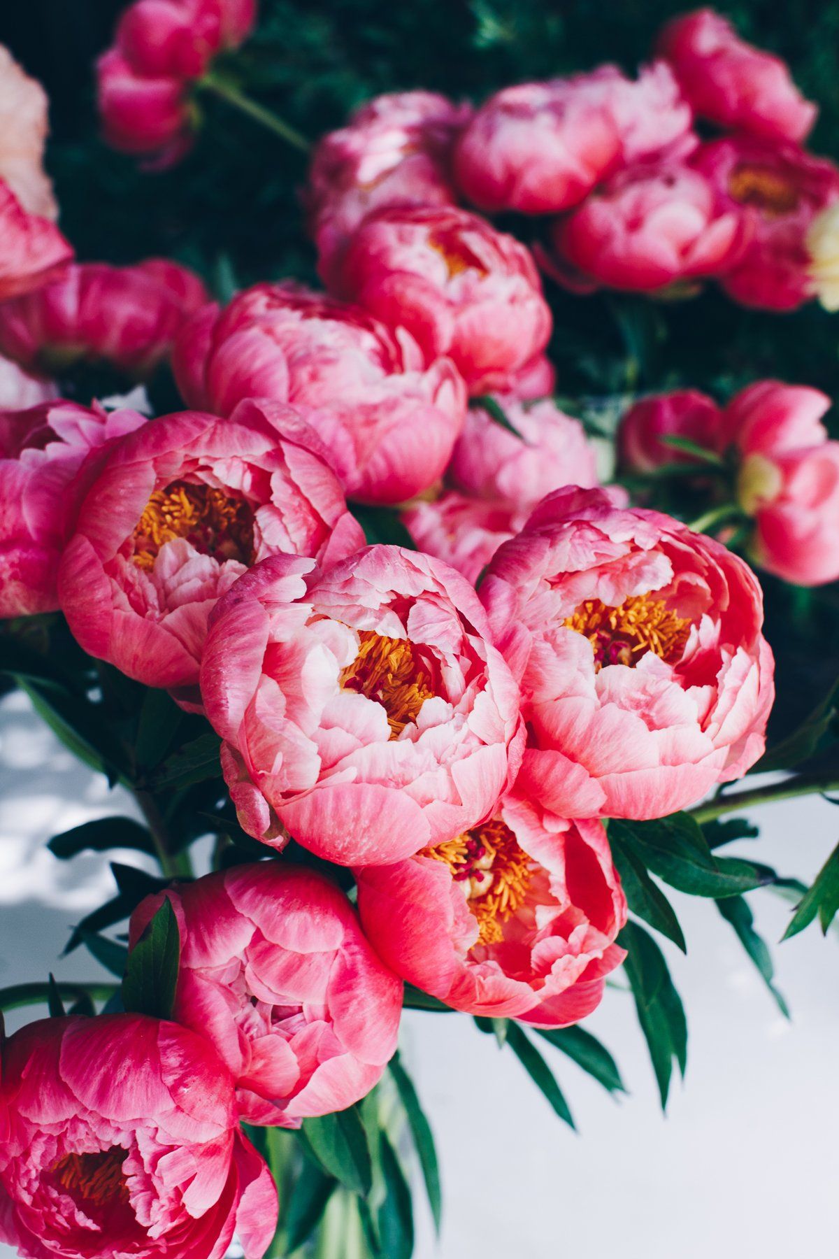 Peony Wallpapers