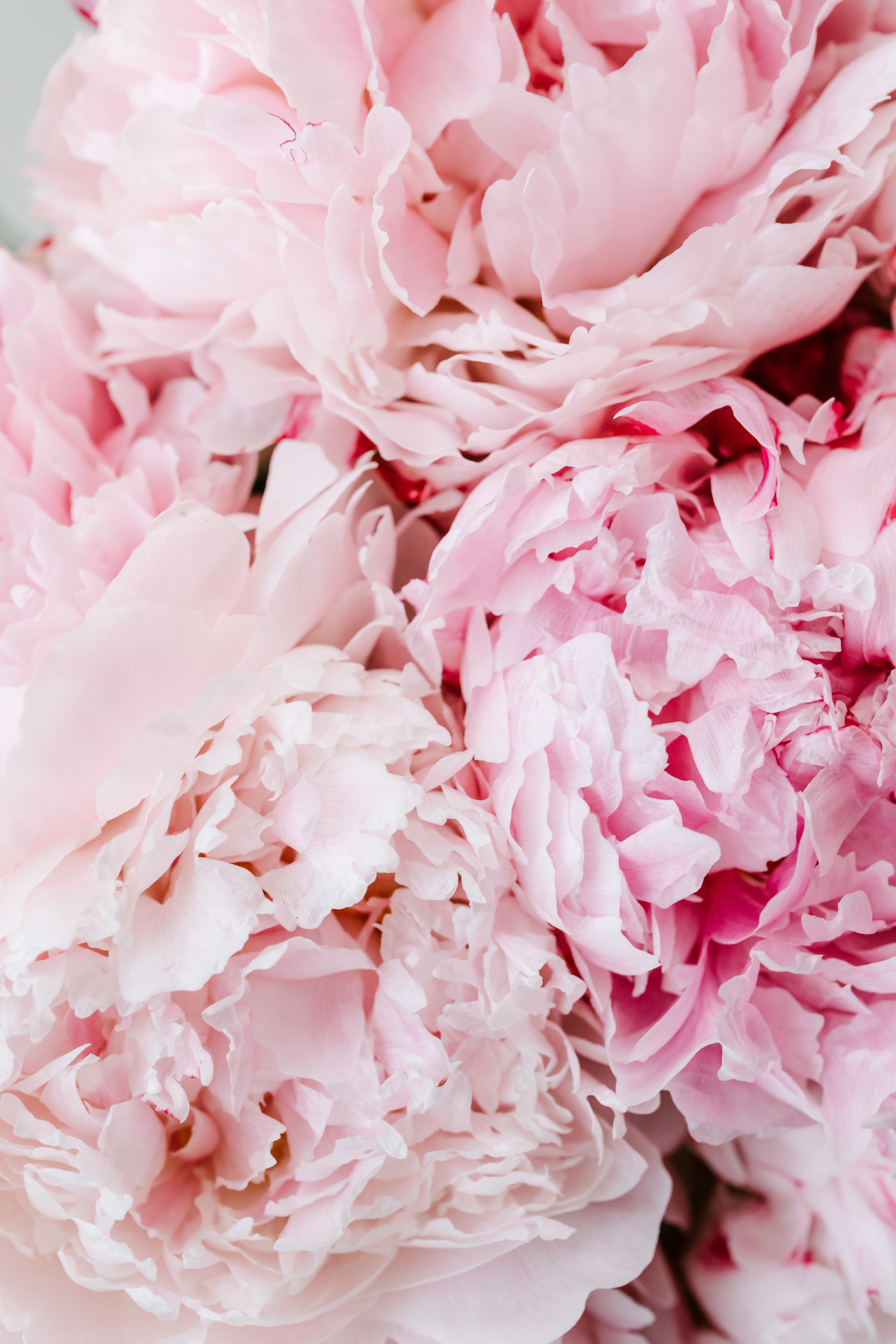 Peony Wallpapers