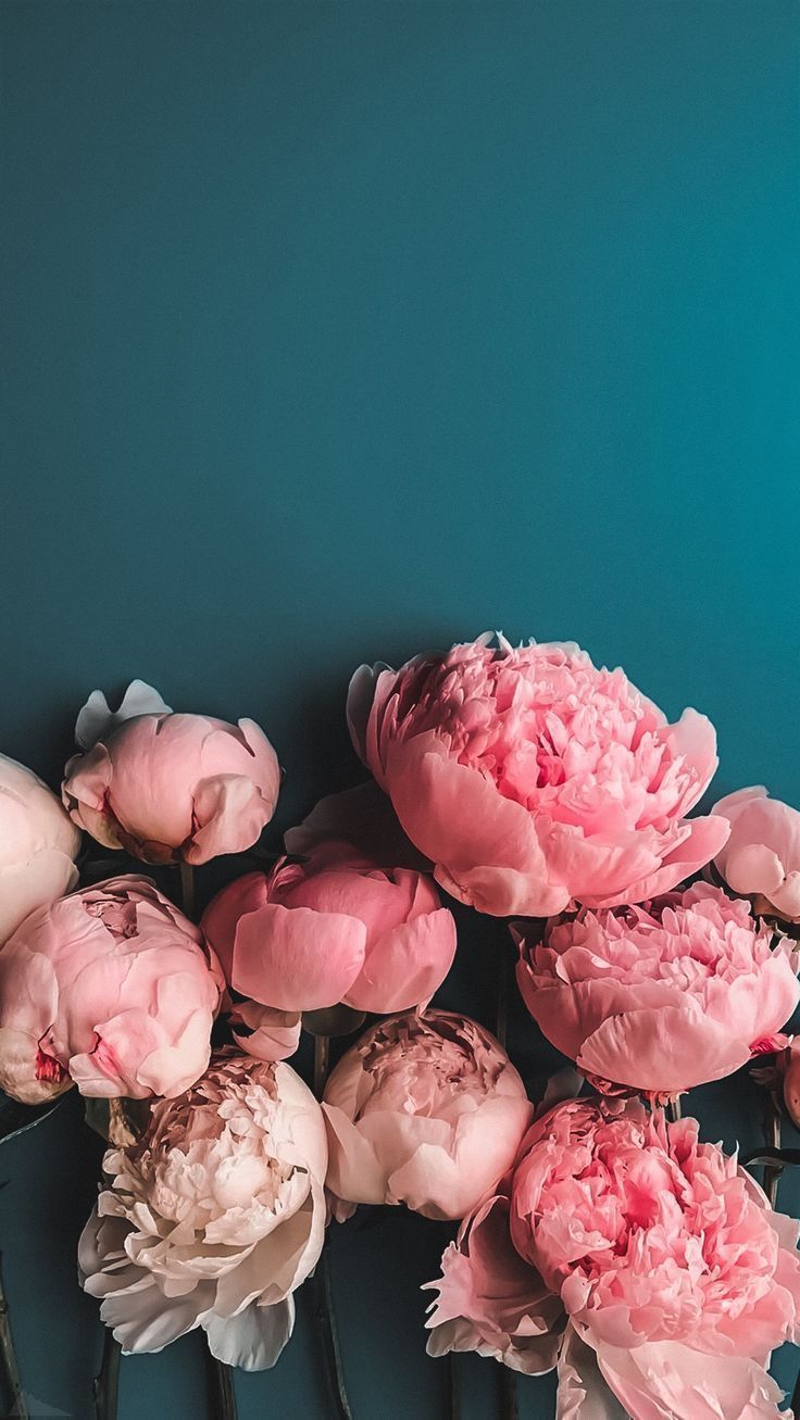 Peony Wallpapers