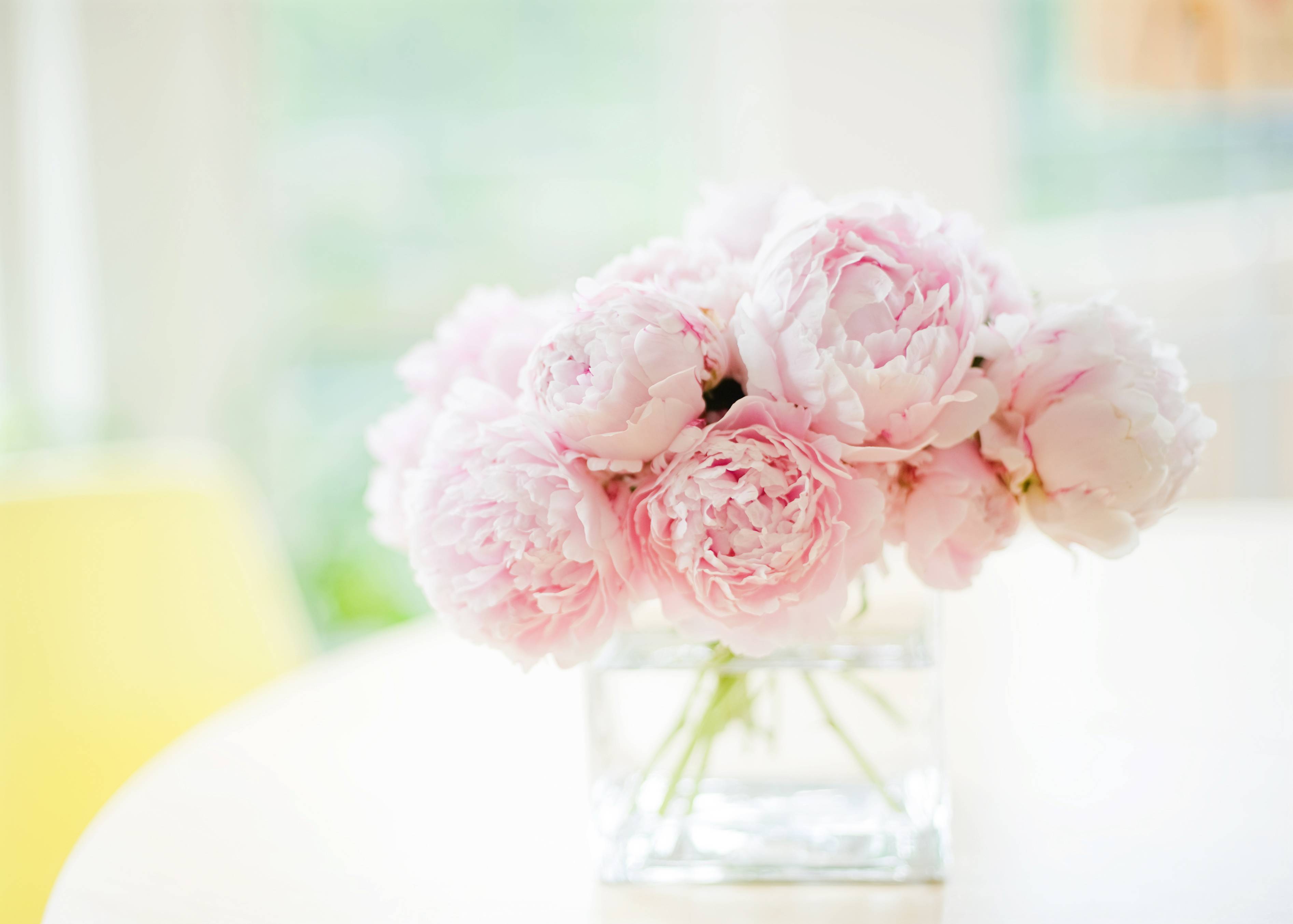 Peony Wallpapers