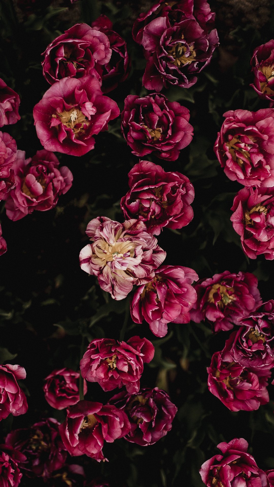 Peony Wallpapers