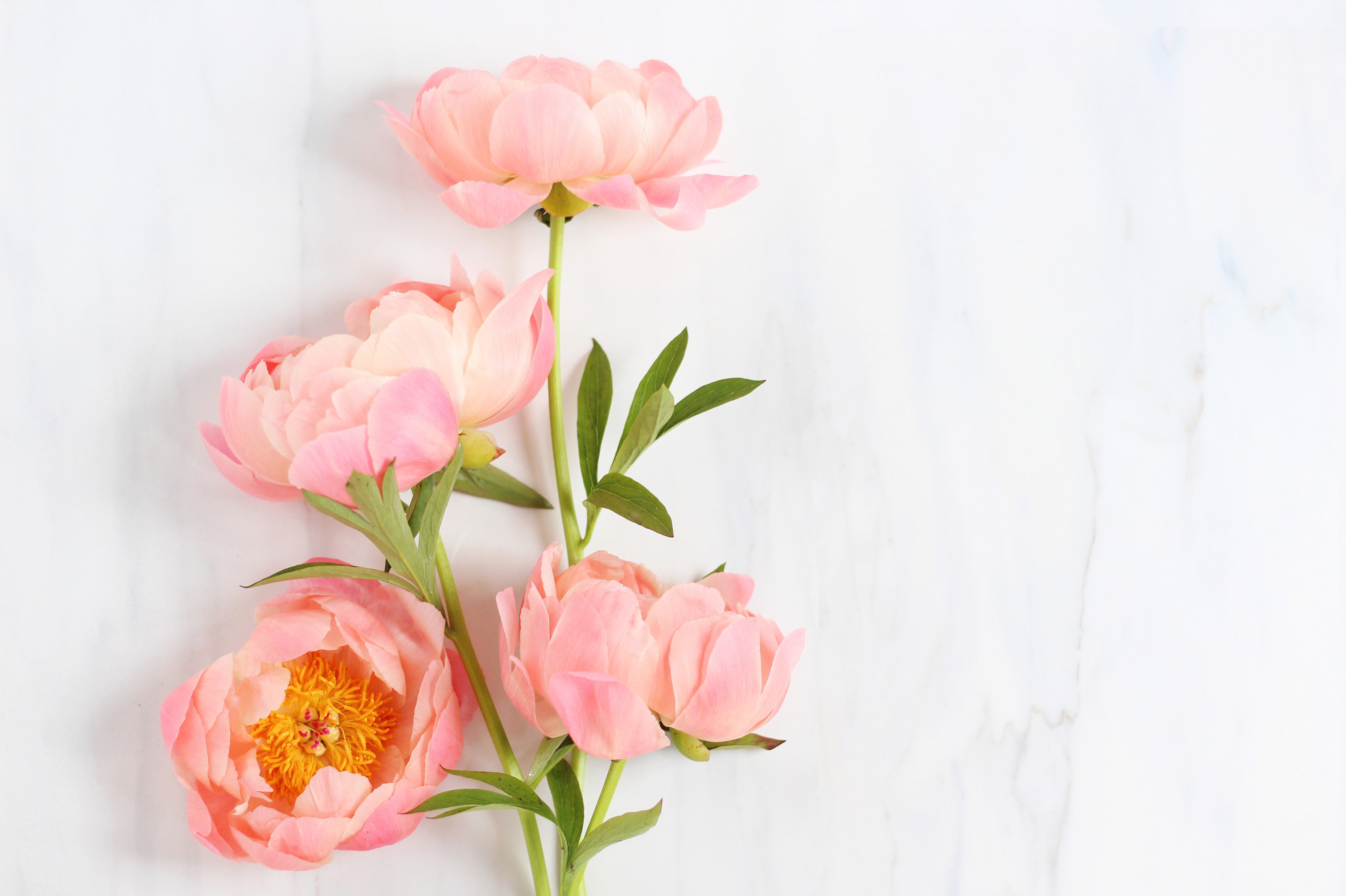 Peony Wallpapers