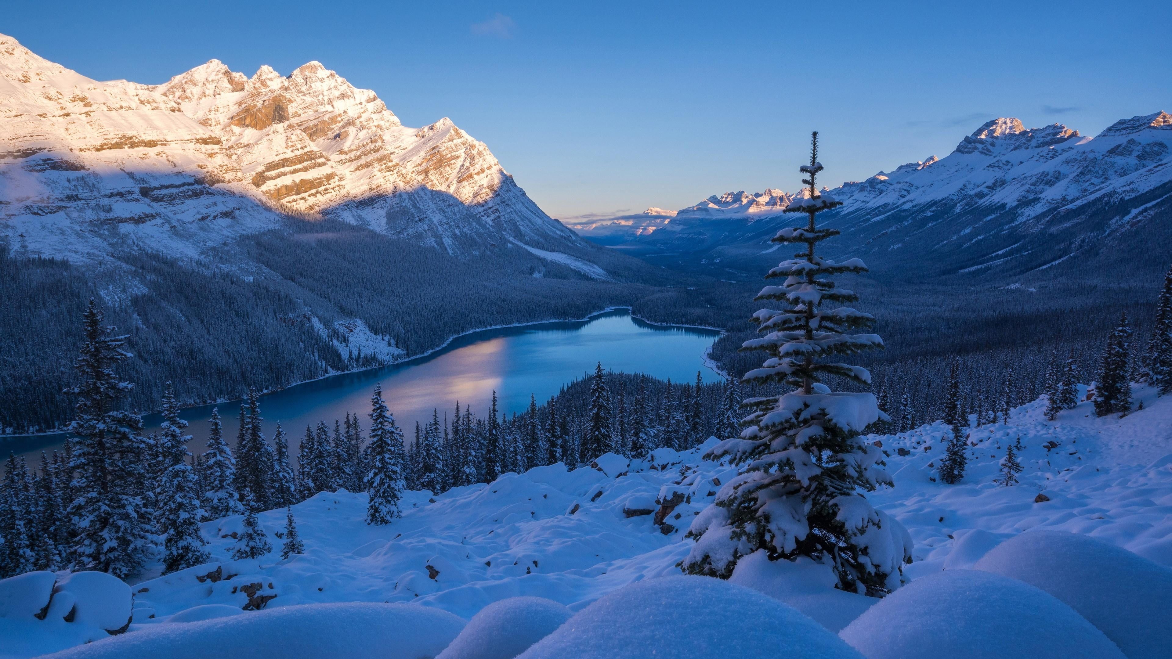 Peyto Lake Canada Mountains Wallpapers