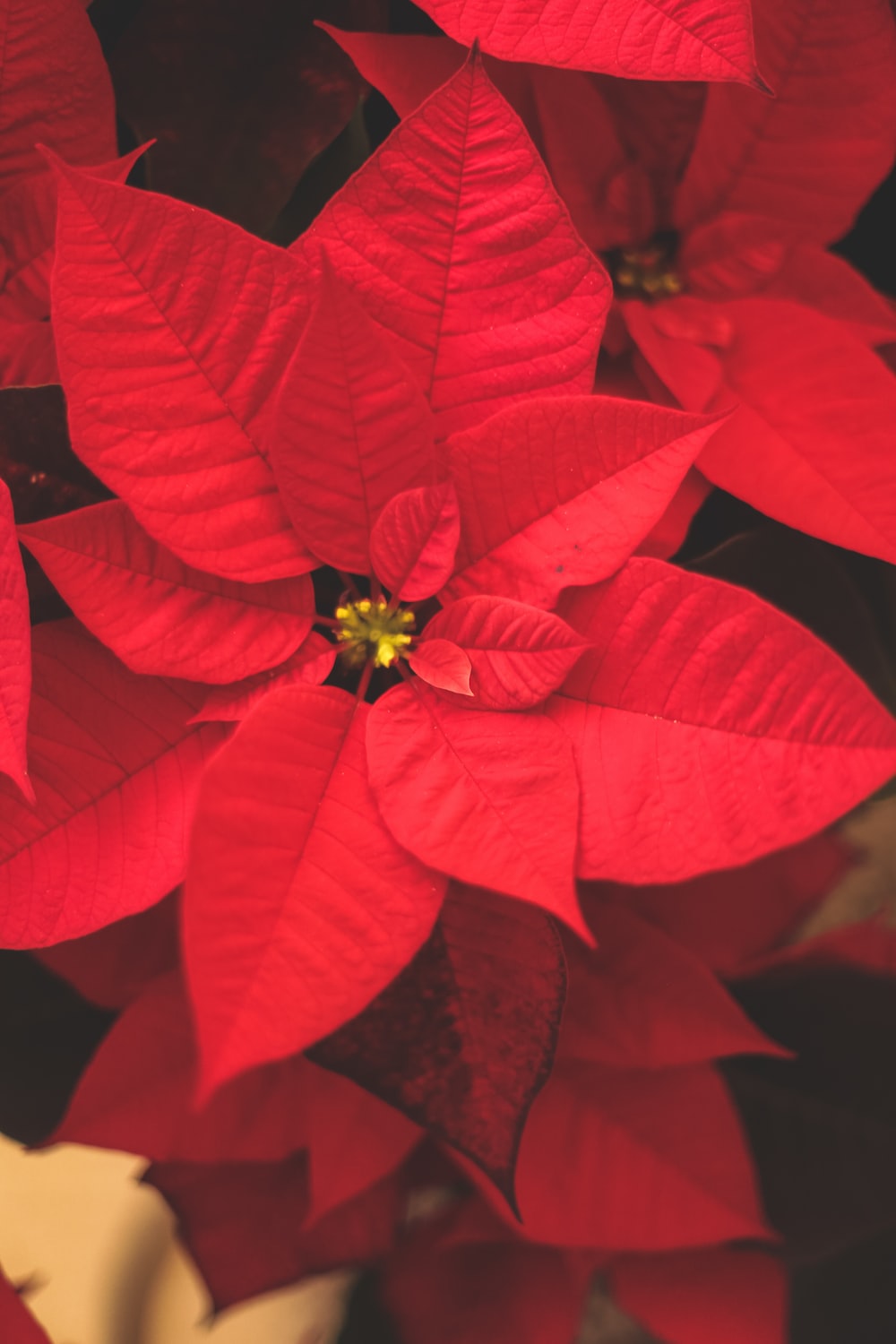 Poinsettia Wallpapers