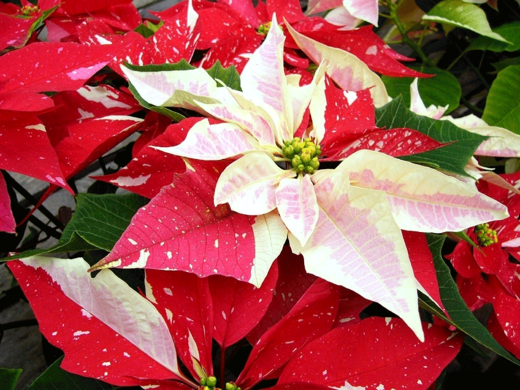 Poinsettia Wallpapers