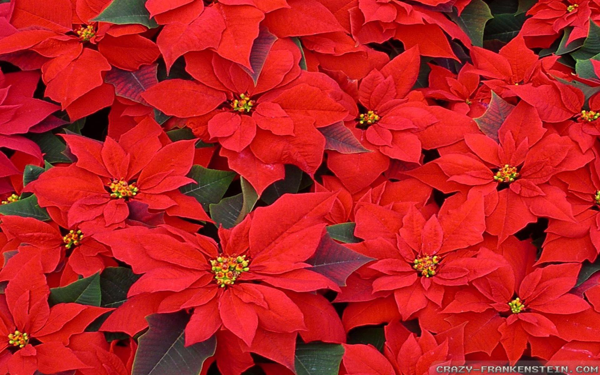 Poinsettia Wallpapers