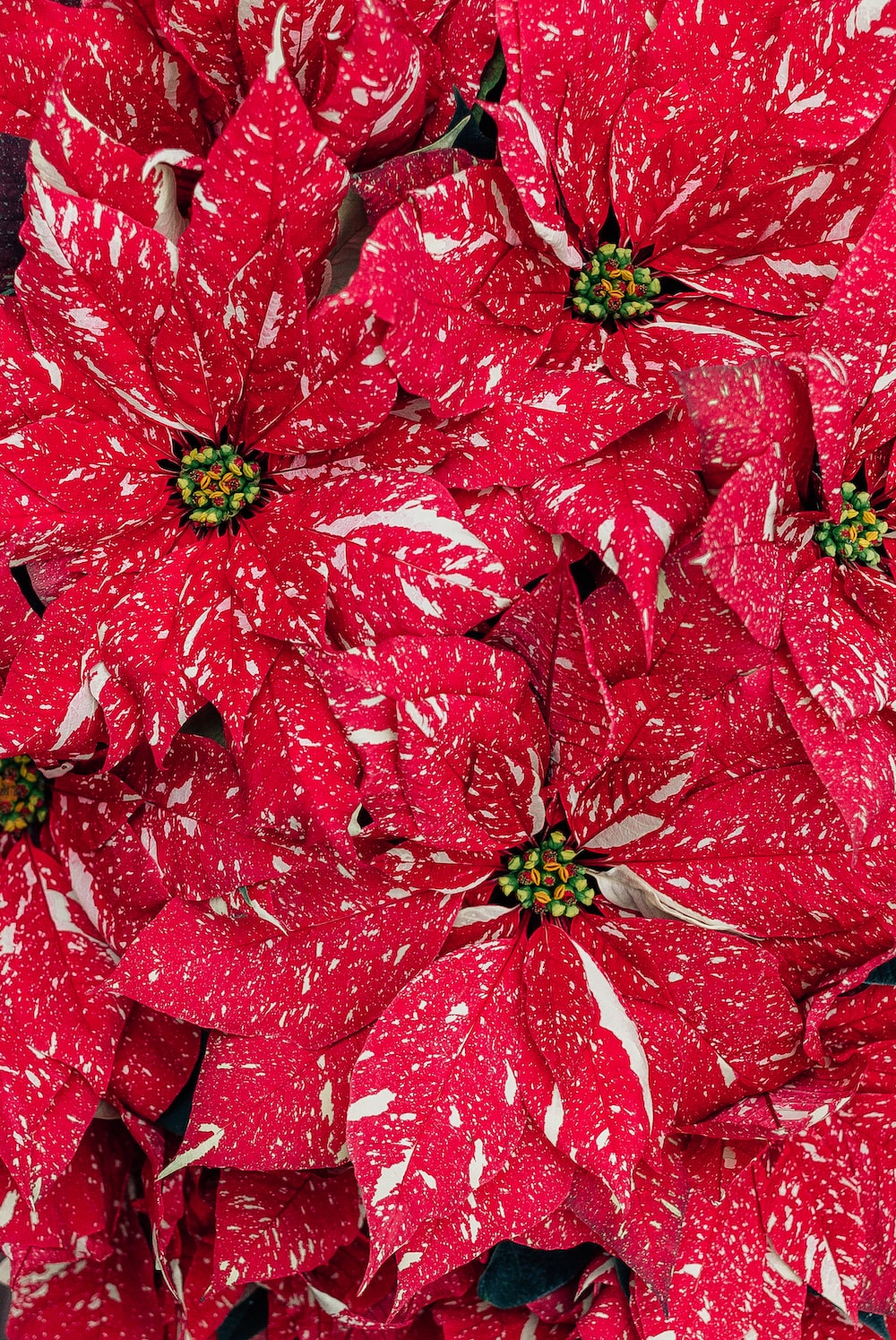 Poinsettia Wallpapers