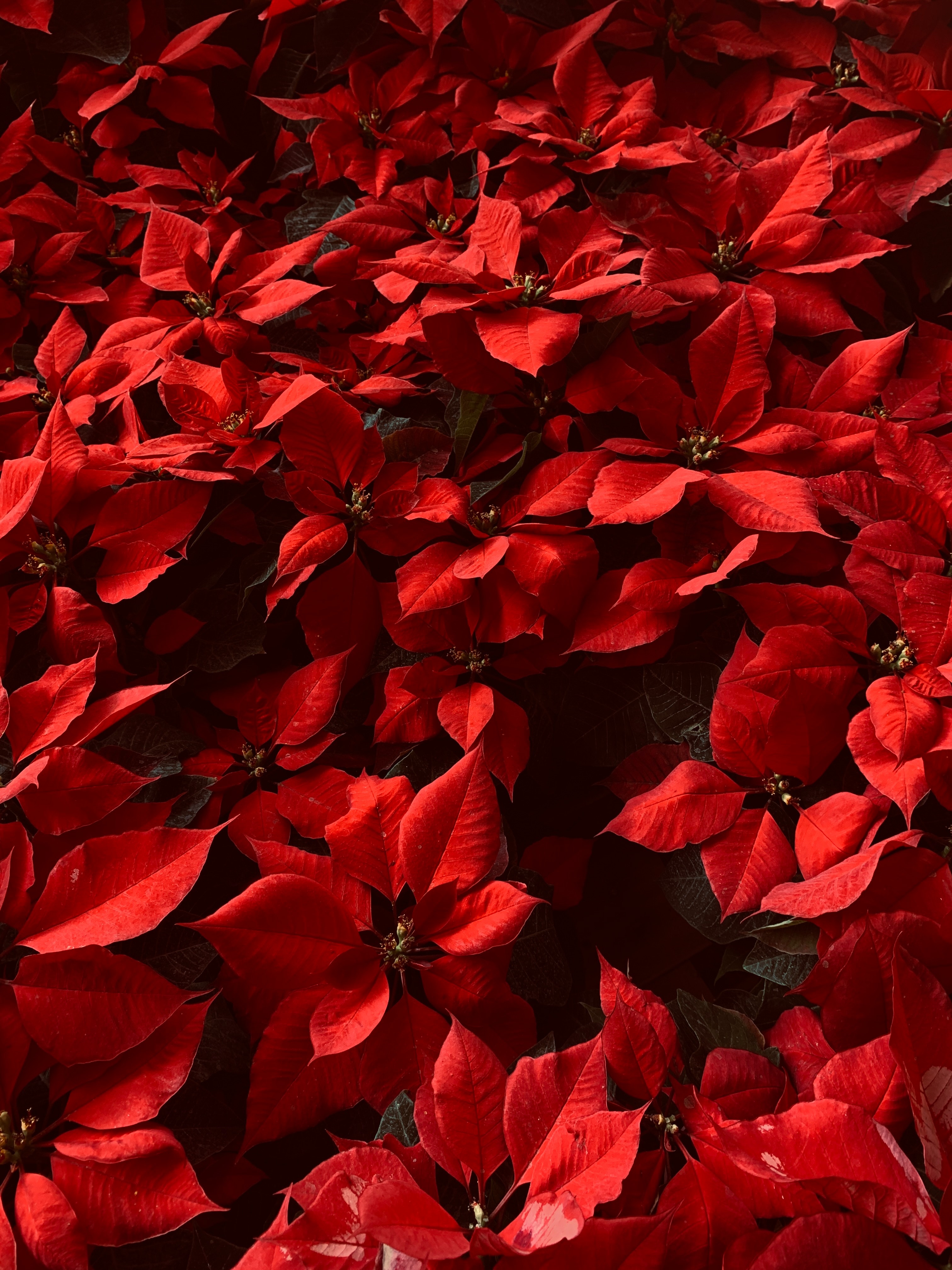 Poinsettia Wallpapers