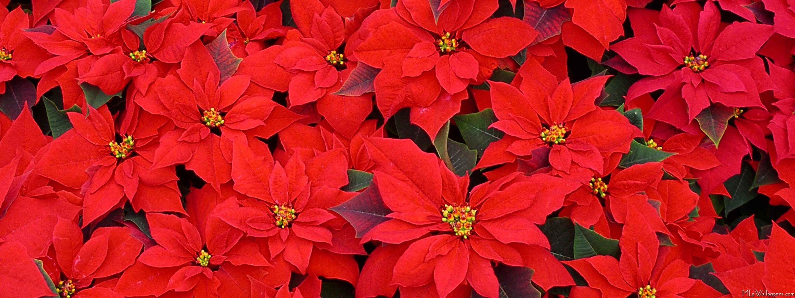 Poinsettia Wallpapers