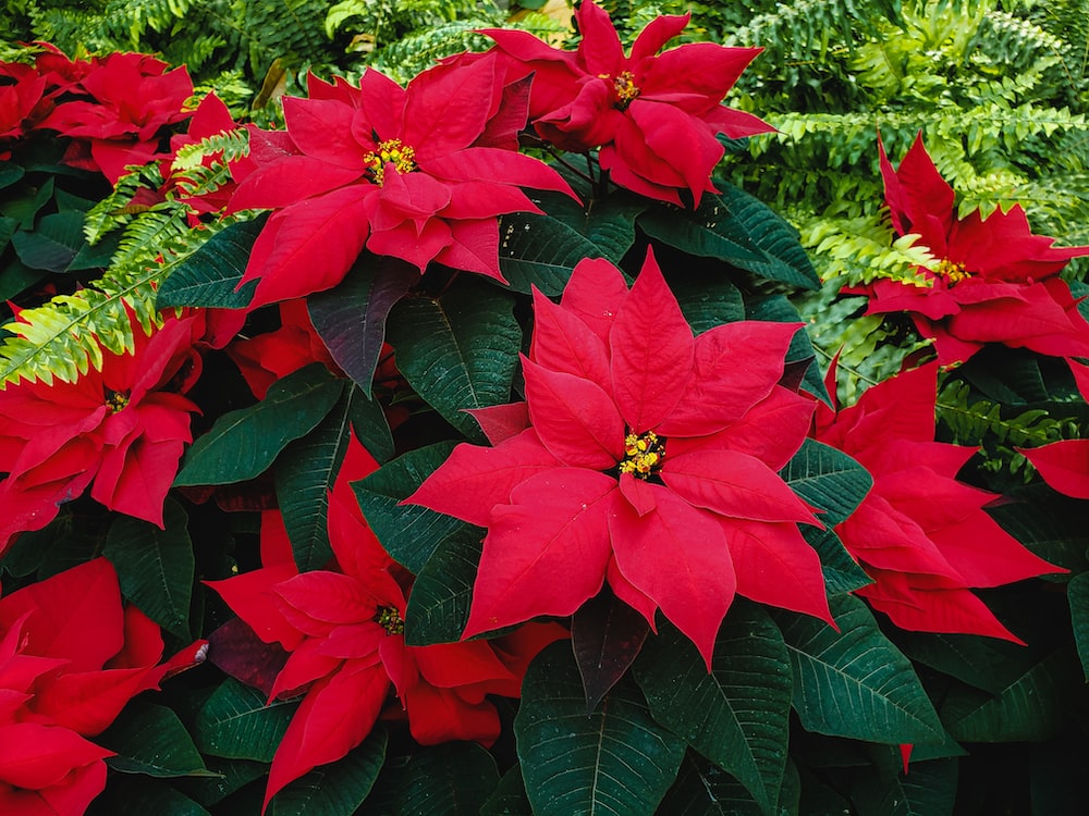 Poinsettia Wallpapers