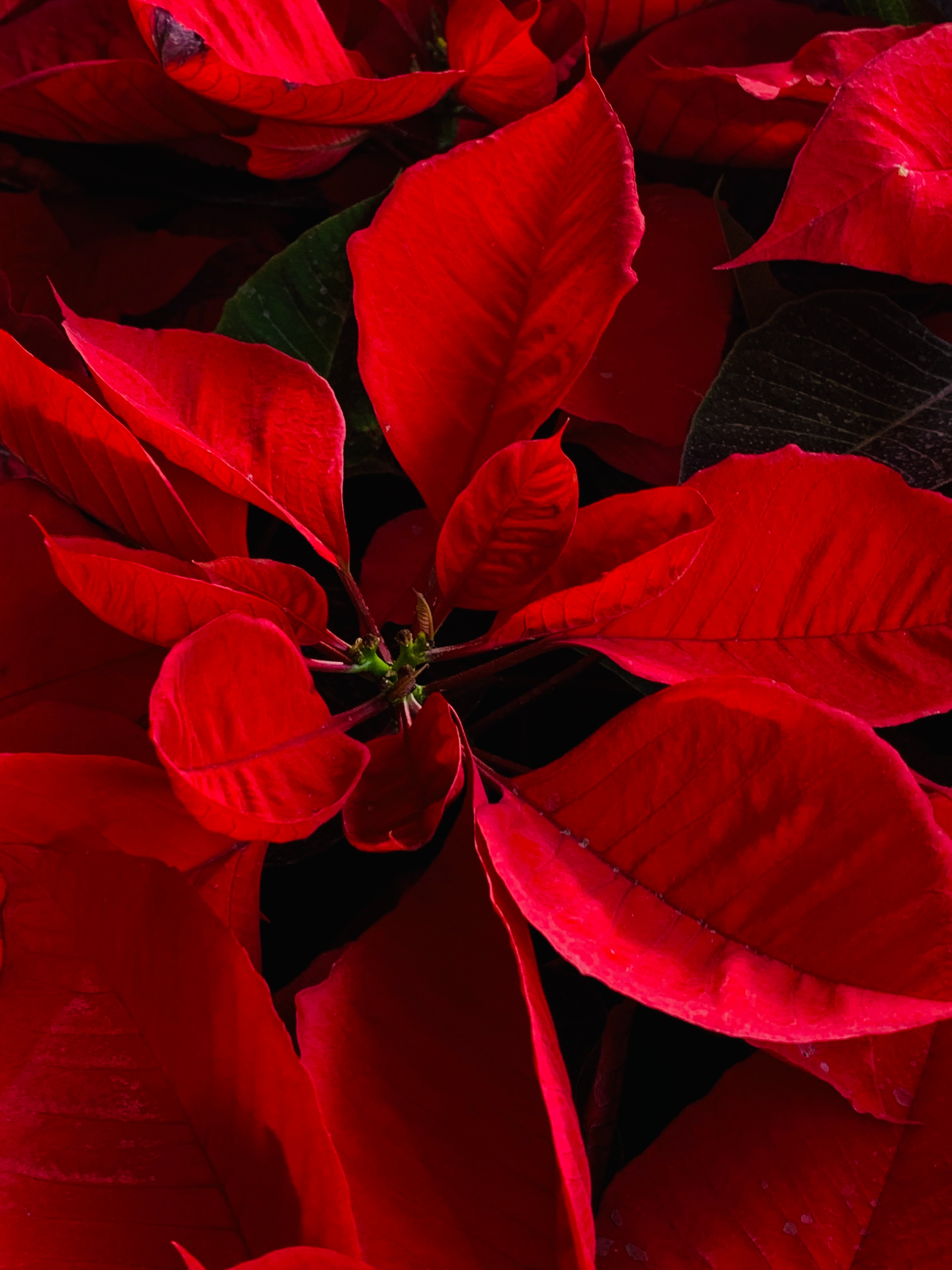 Poinsettia Wallpapers