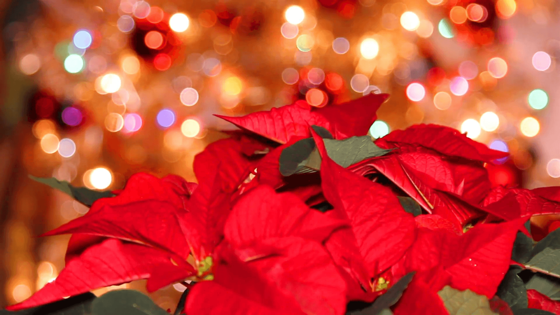 Poinsettia Wallpapers