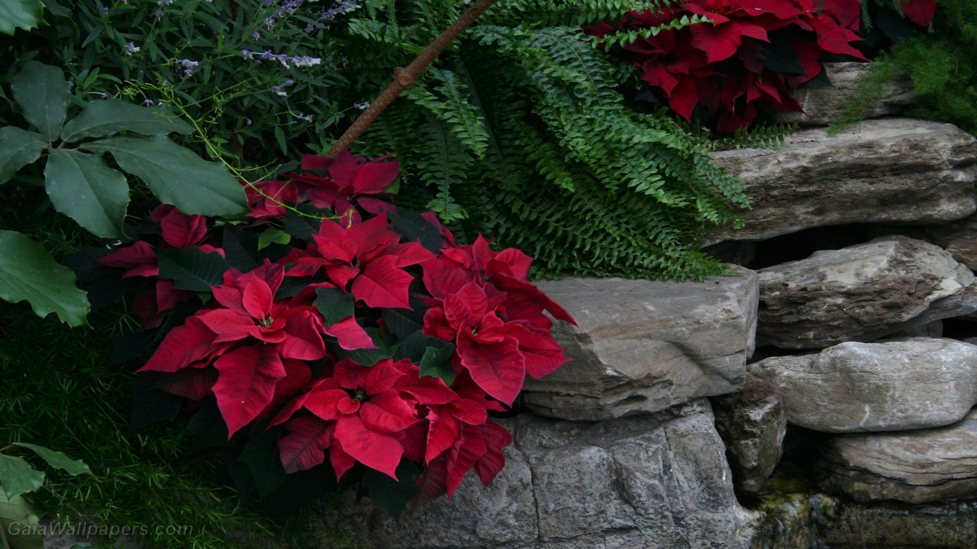 Poinsettia Wallpapers