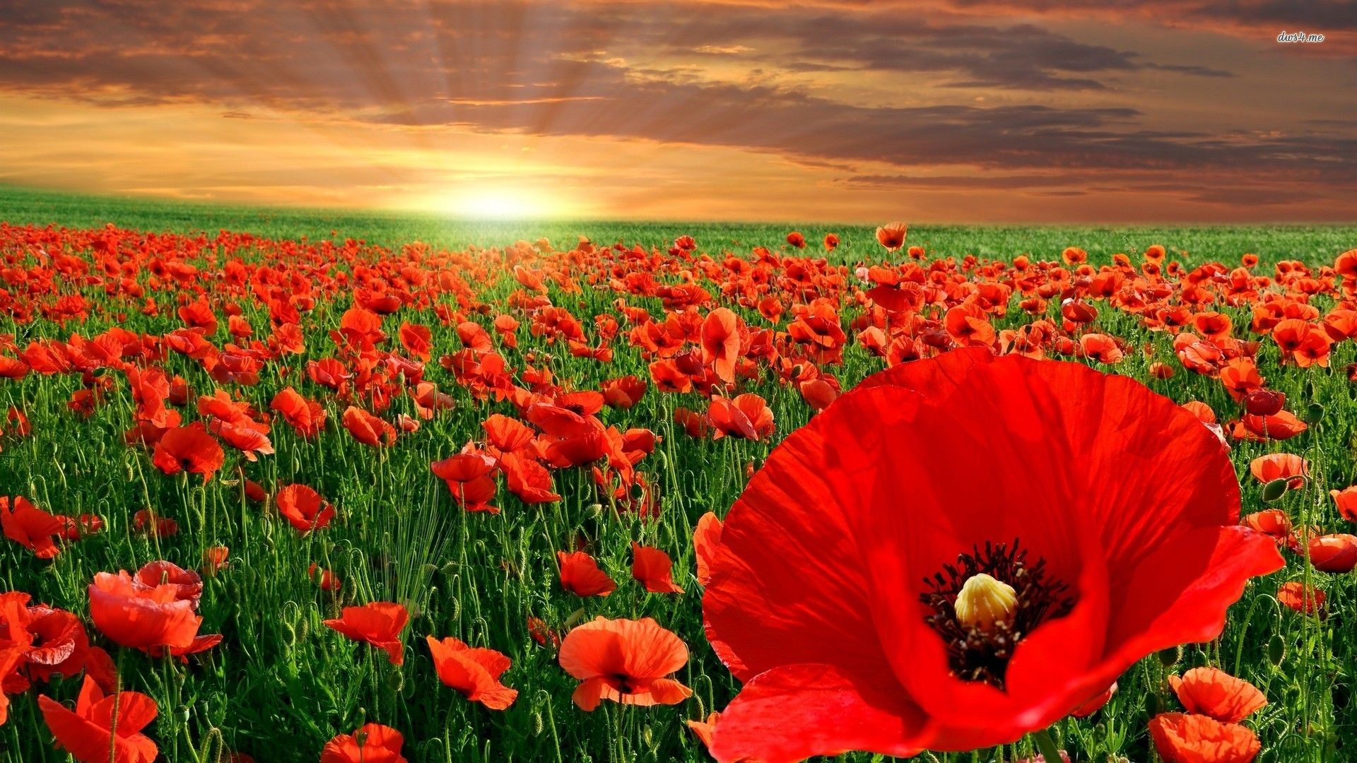 Poppy Flower Field Wallpapers